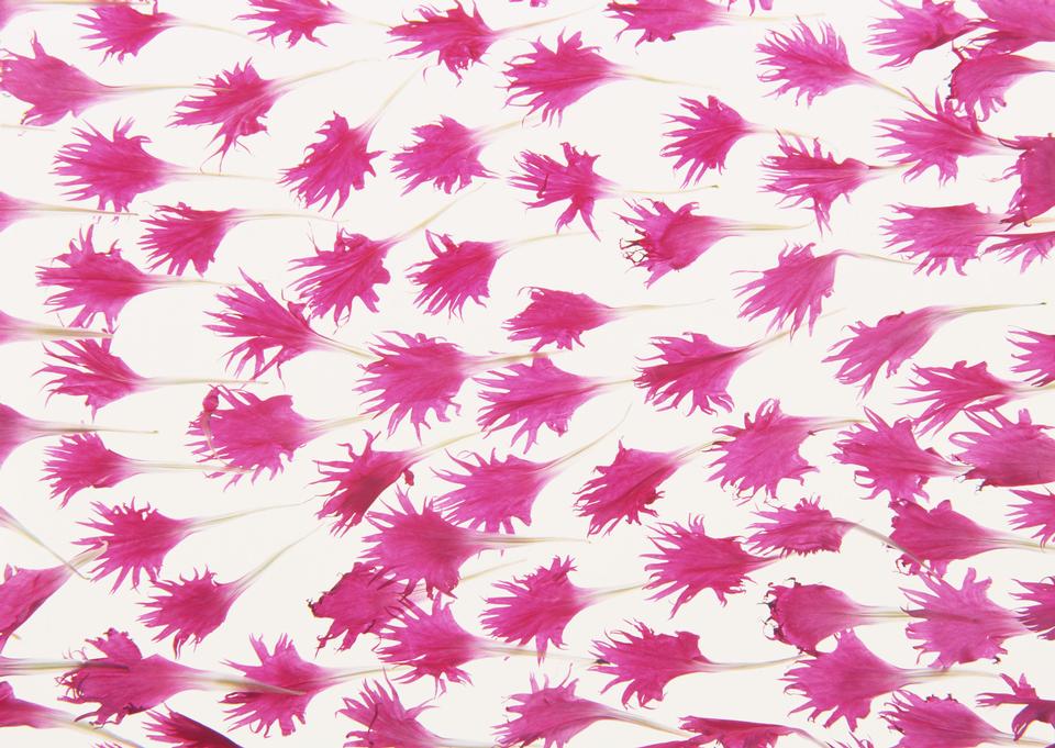 Free download high resolution image - free image free photo free stock image public domain picture  Studio Shot of Pink and White Colored Petals