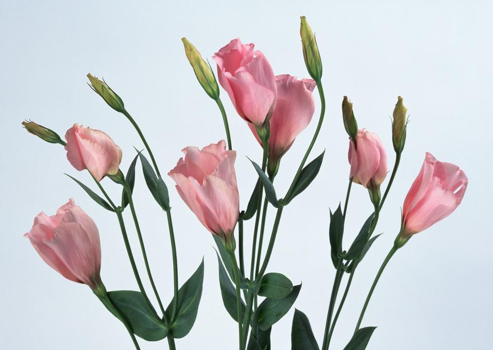 Free download high resolution image - free image free photo free stock image public domain picture  Pink Colored Tulip