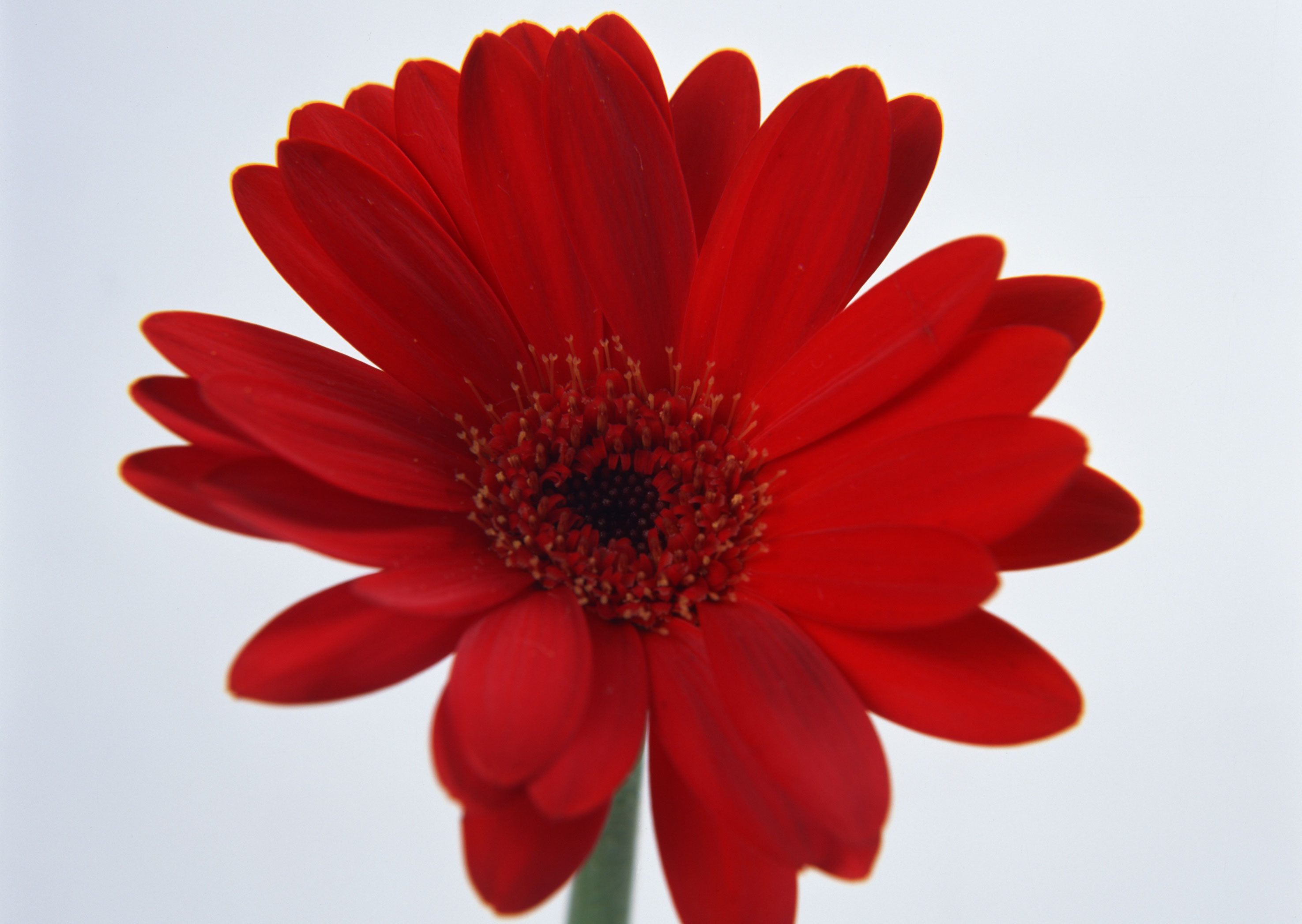 Free download high resolution image - free image free photo free stock image public domain picture -Red daisy flower