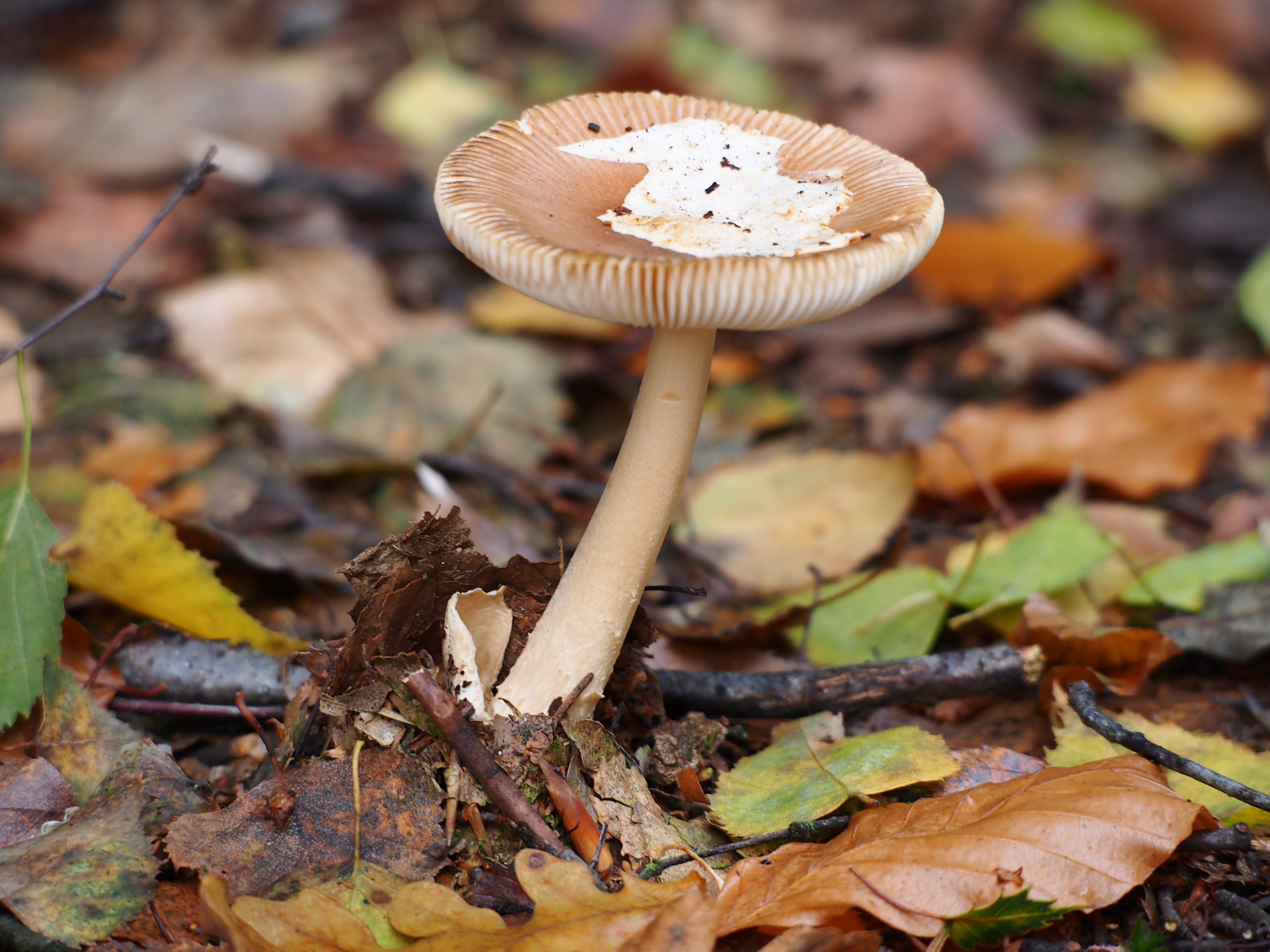 Free download high resolution image - free image free photo free stock image public domain picture -Forest mushroom