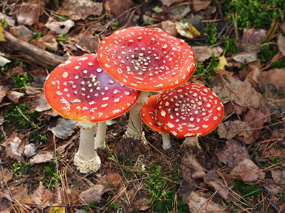 Free download high resolution image - free image free photo free stock image public domain picture  spotted toadstools in the woods