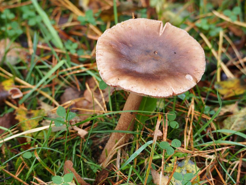 Free download high resolution image - free image free photo free stock image public domain picture  Forest mushroom