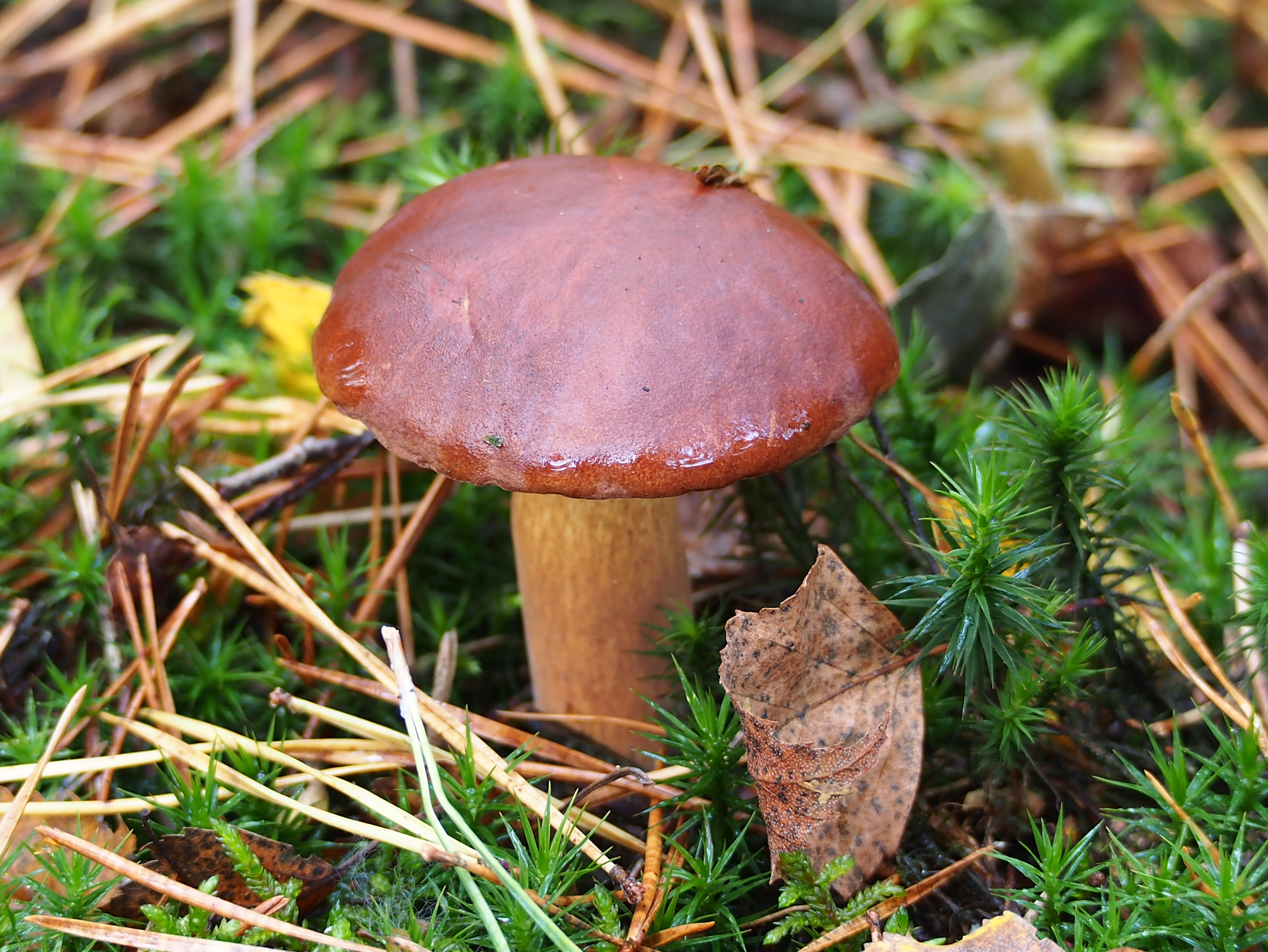 Free download high resolution image - free image free photo free stock image public domain picture -Forest mushroom