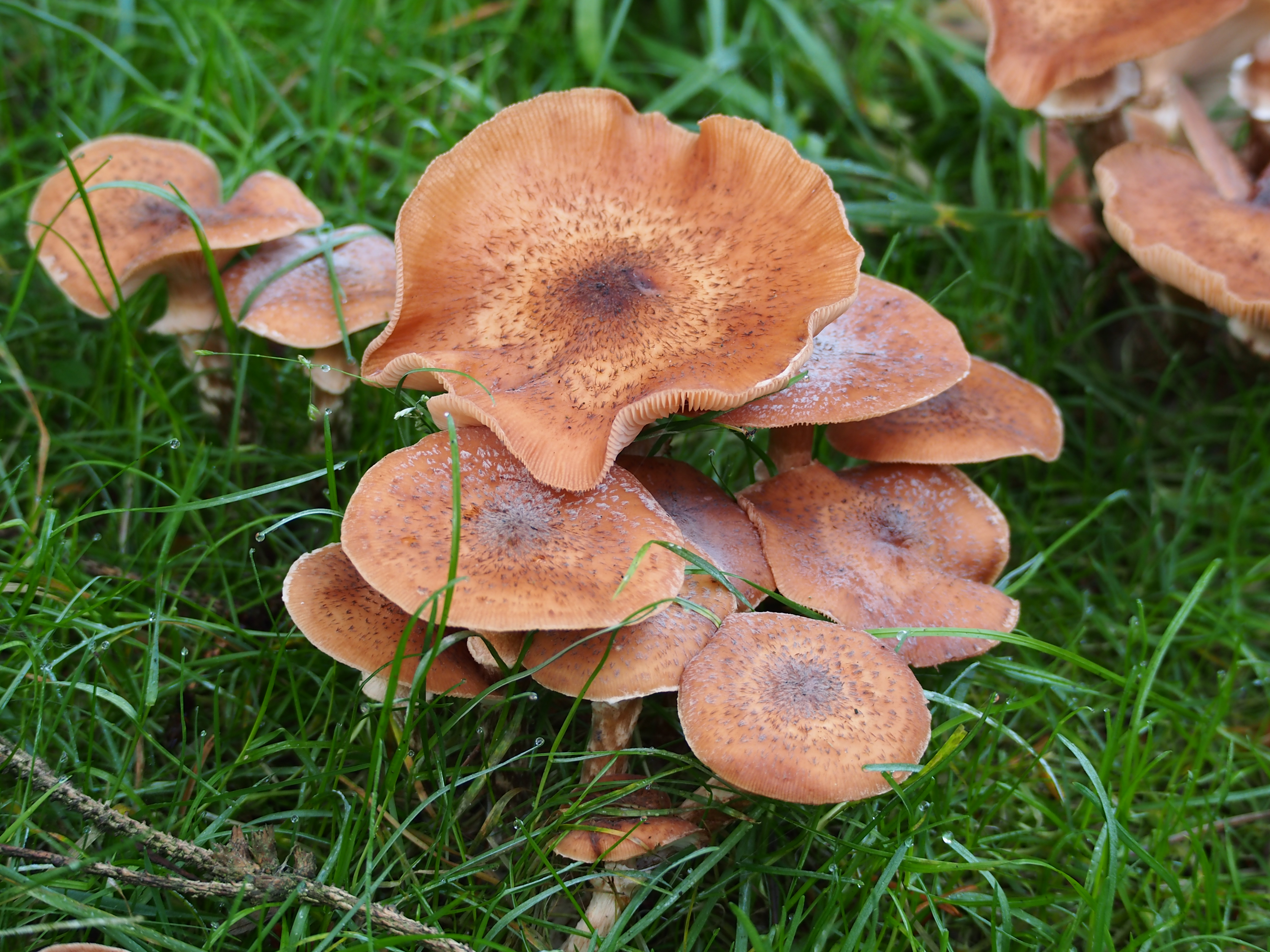 Free download high resolution image - free image free photo free stock image public domain picture -Forest mushrooms in the grass