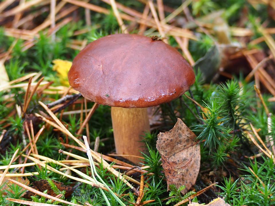 Free download high resolution image - free image free photo free stock image public domain picture  Forest mushroom