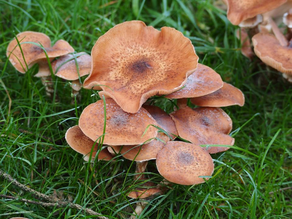 Free download high resolution image - free image free photo free stock image public domain picture  Forest mushrooms in the grass