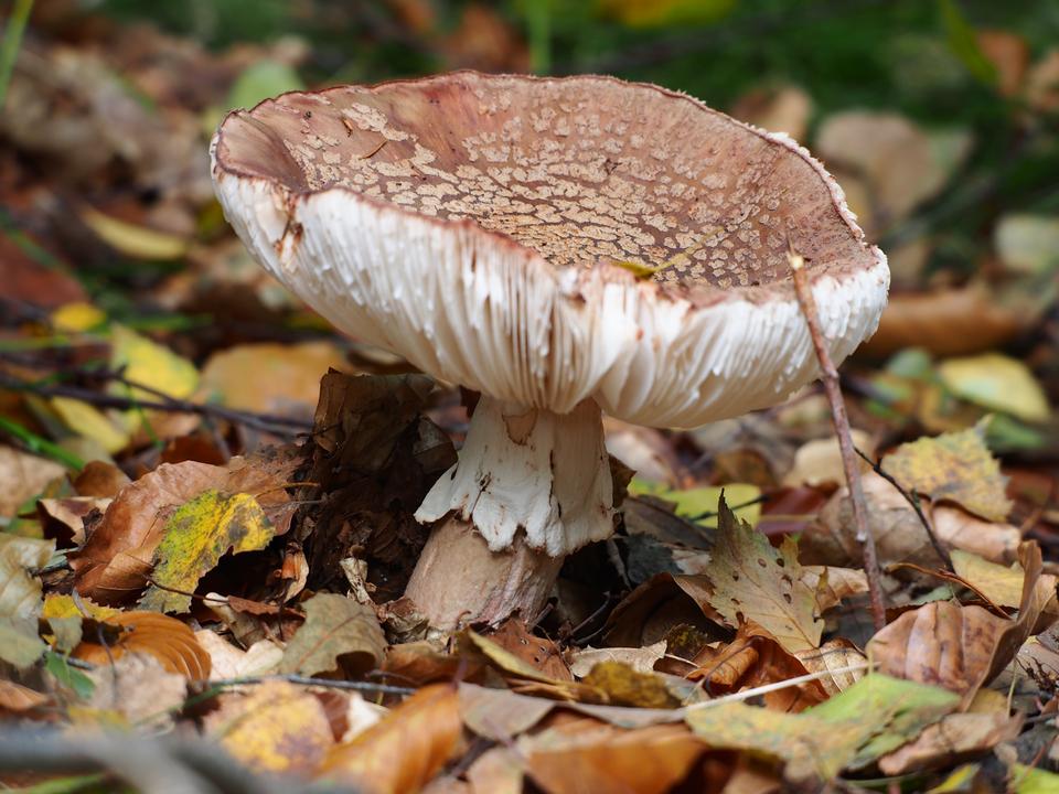 Free download high resolution image - free image free photo free stock image public domain picture  Forest mushroom