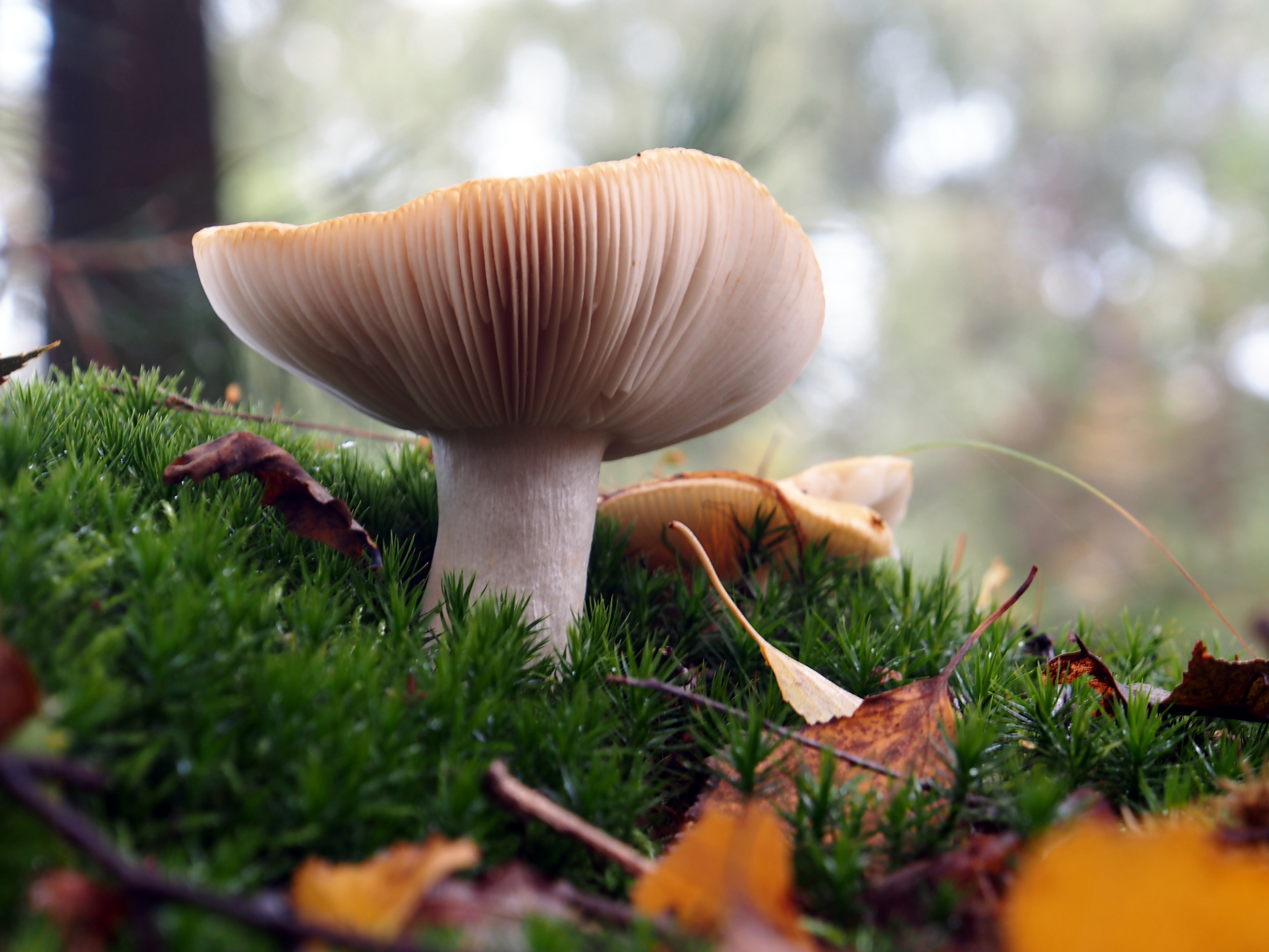 Free download high resolution image - free image free photo free stock image public domain picture -Forest mushroom