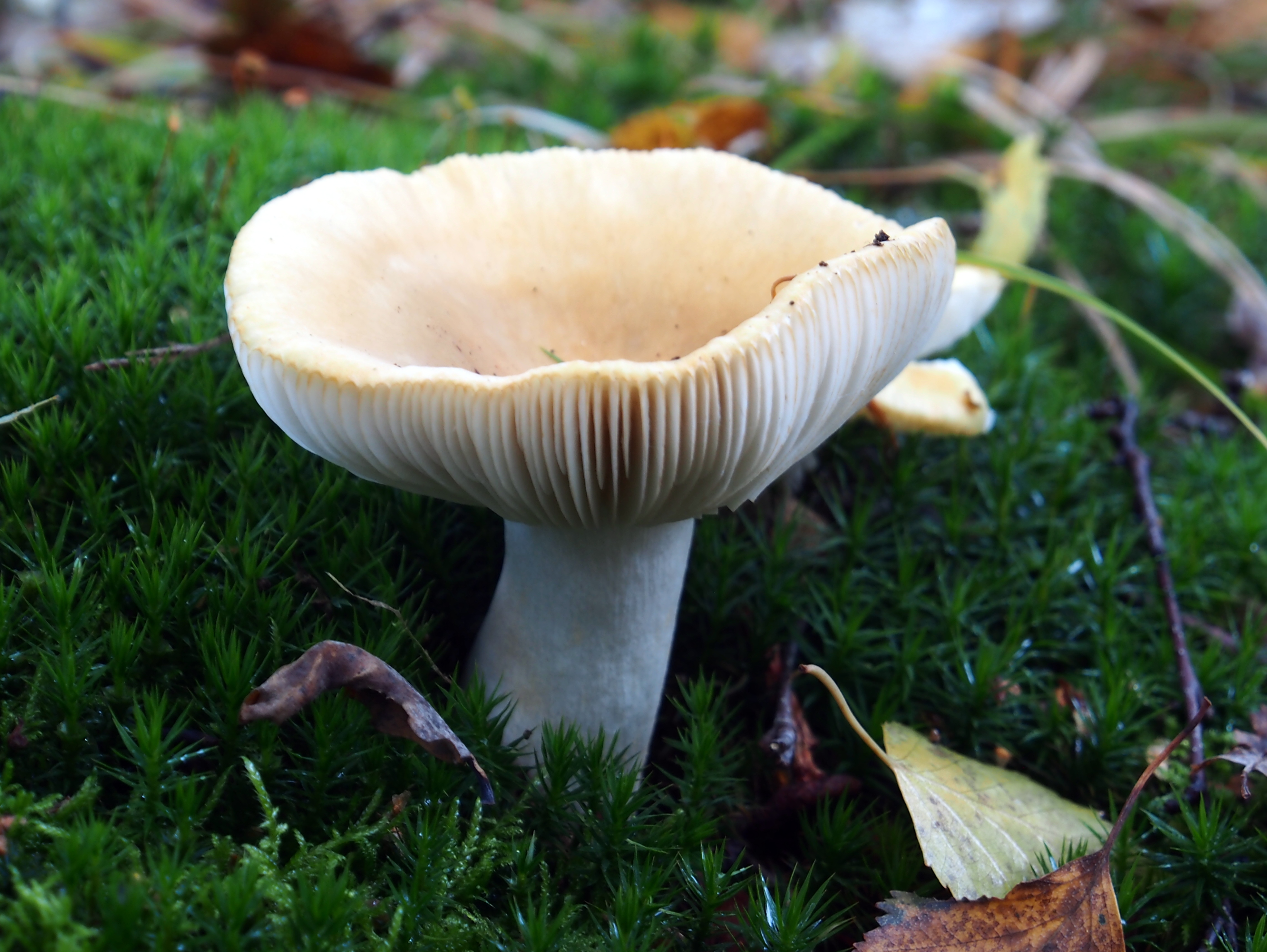 Free download high resolution image - free image free photo free stock image public domain picture -Forest mushroom