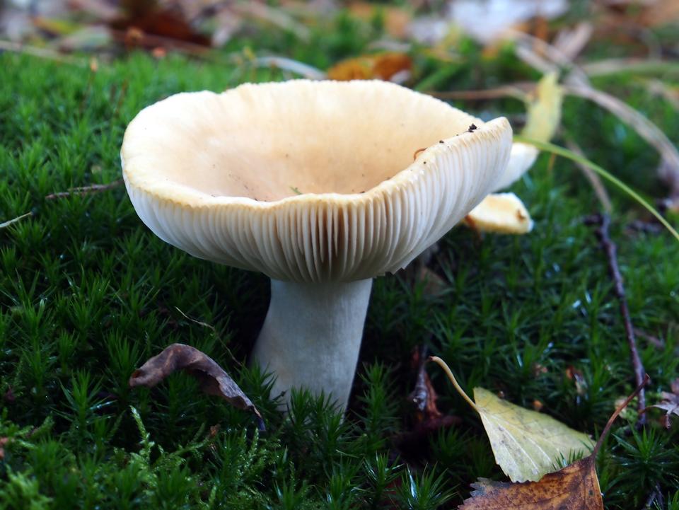 Free download high resolution image - free image free photo free stock image public domain picture  Forest mushroom