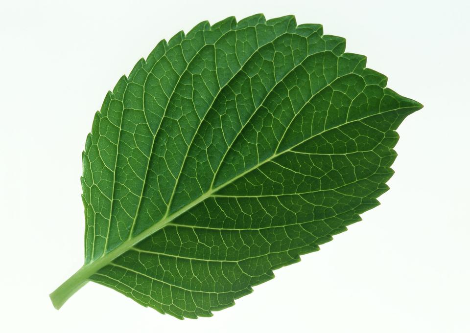 Free download high resolution image - free image free photo free stock image public domain picture  perilla leaf, egoma