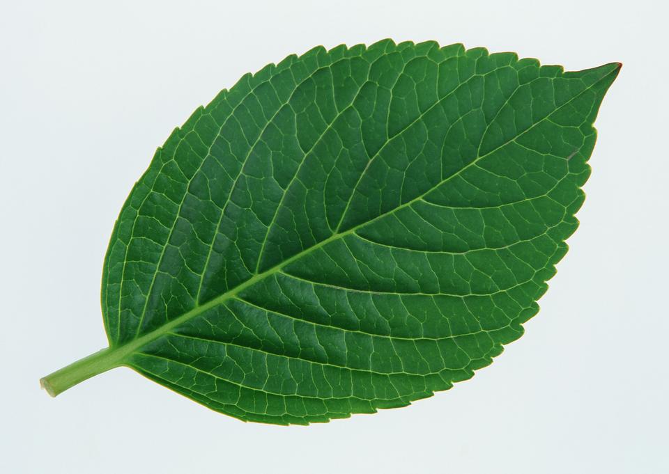 Free download high resolution image - free image free photo free stock image public domain picture  Sesame Leaf Isolated on White Background.