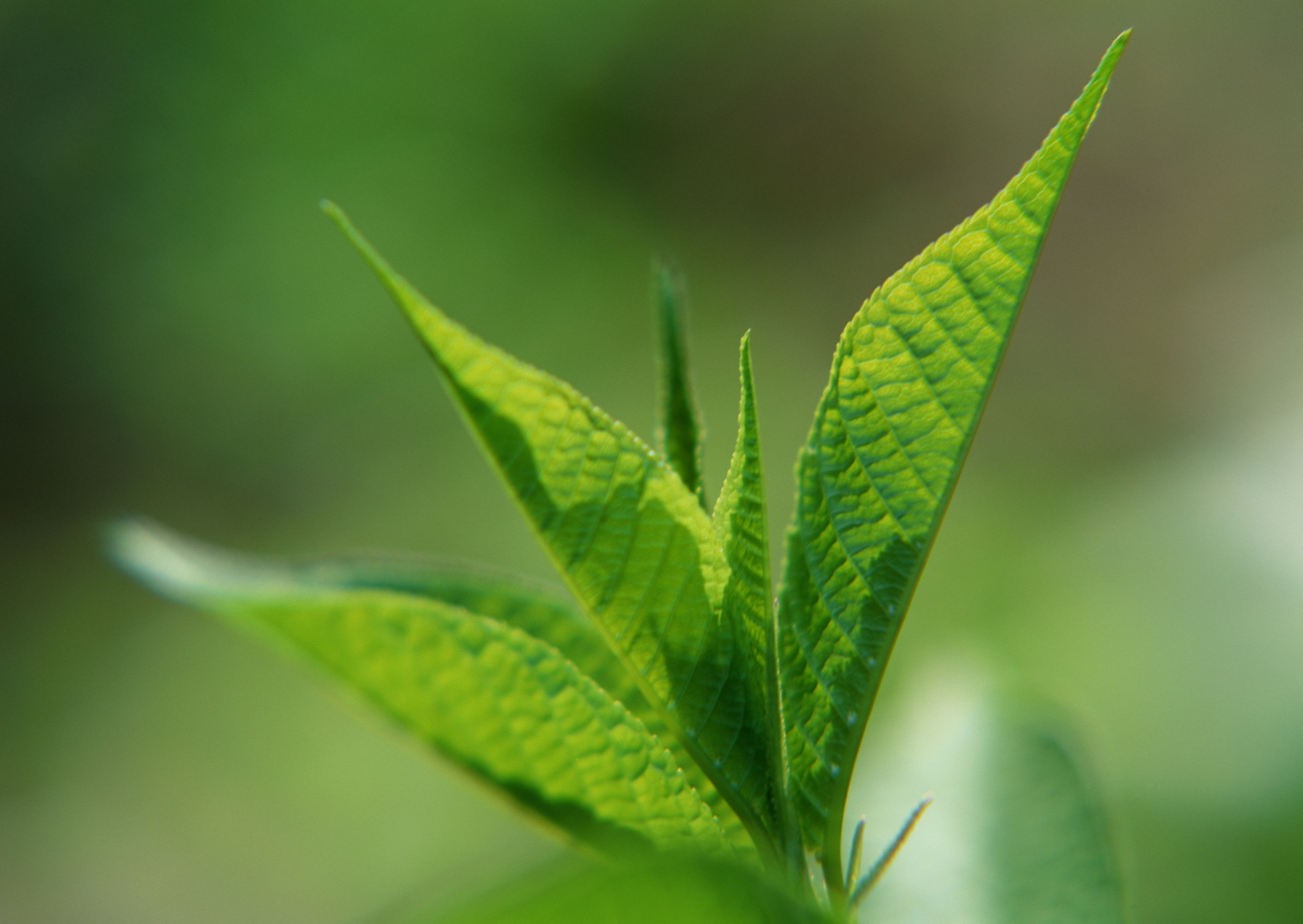 Free download high resolution image - free image free photo free stock image public domain picture -Green tea leaf