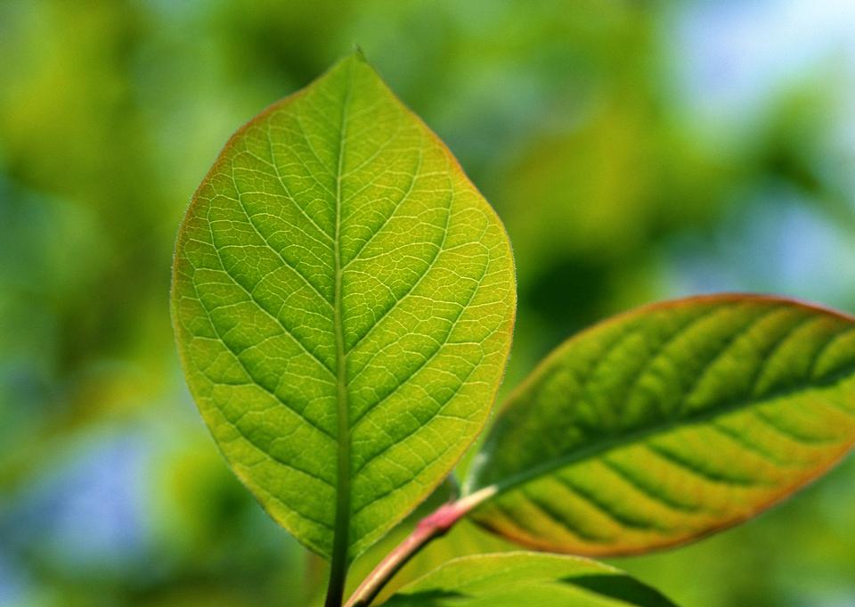 Free download high resolution image - free image free photo free stock image public domain picture  Green leaf