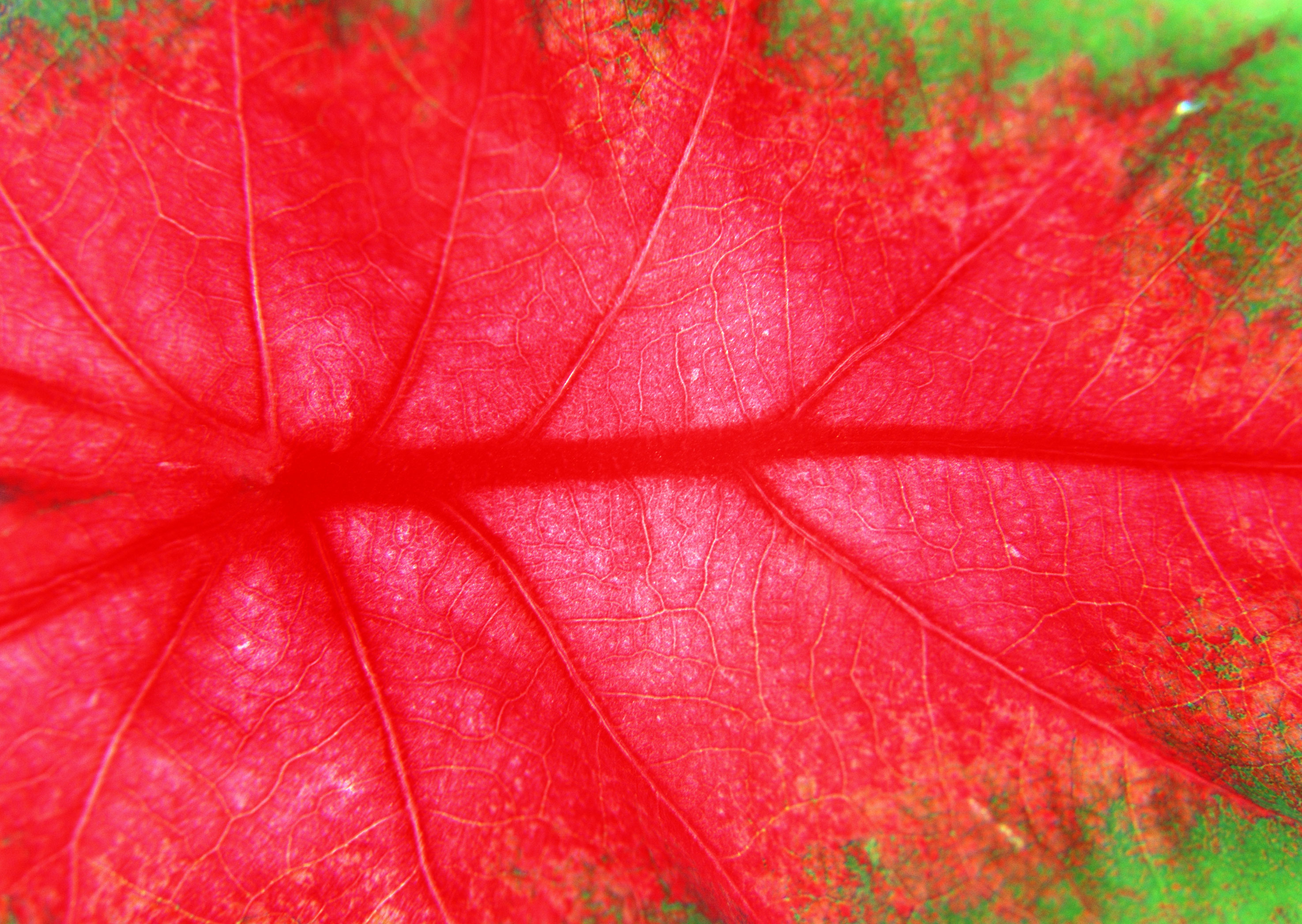 Free download high resolution image - free image free photo free stock image public domain picture -beautiful red leaf texture