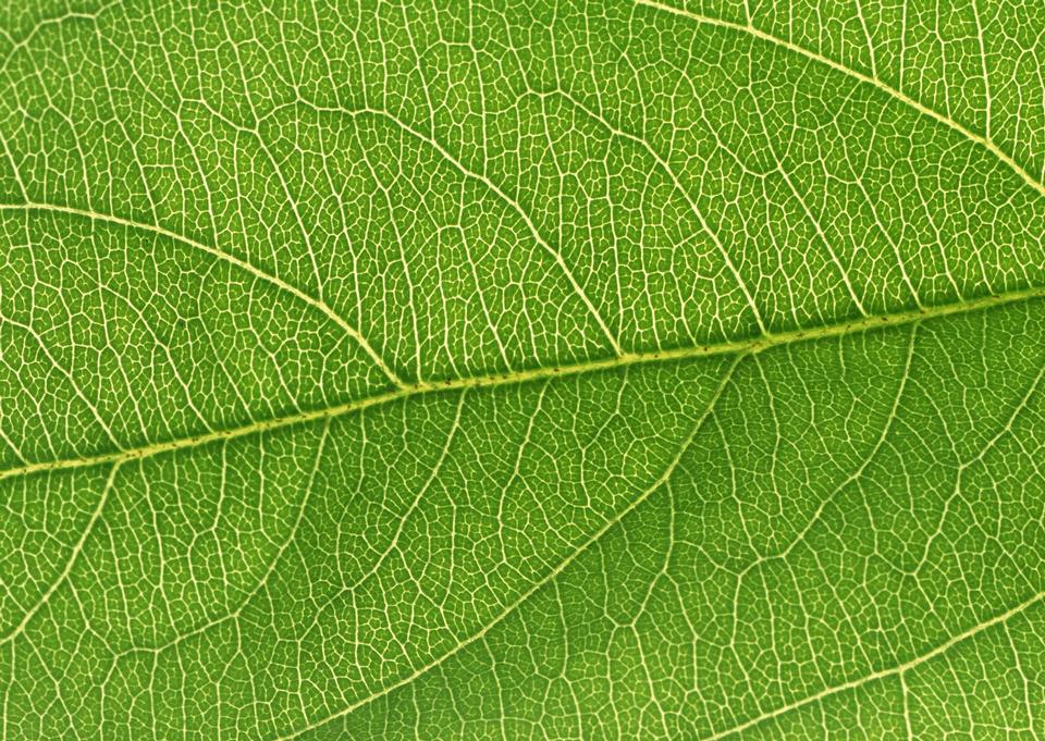 Free download high resolution image - free image free photo free stock image public domain picture  Green leaf close-up