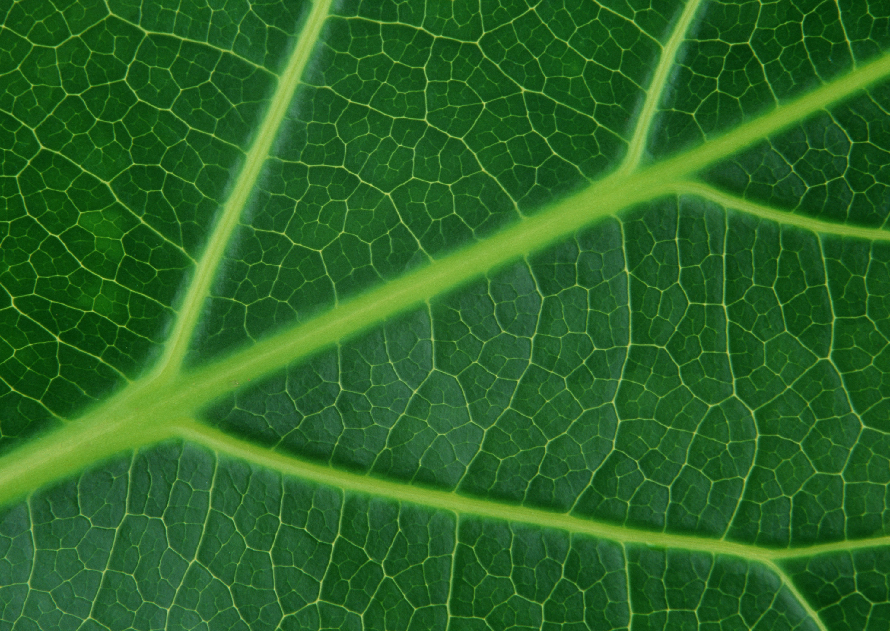 Free download high resolution image - free image free photo free stock image public domain picture -Leaf background