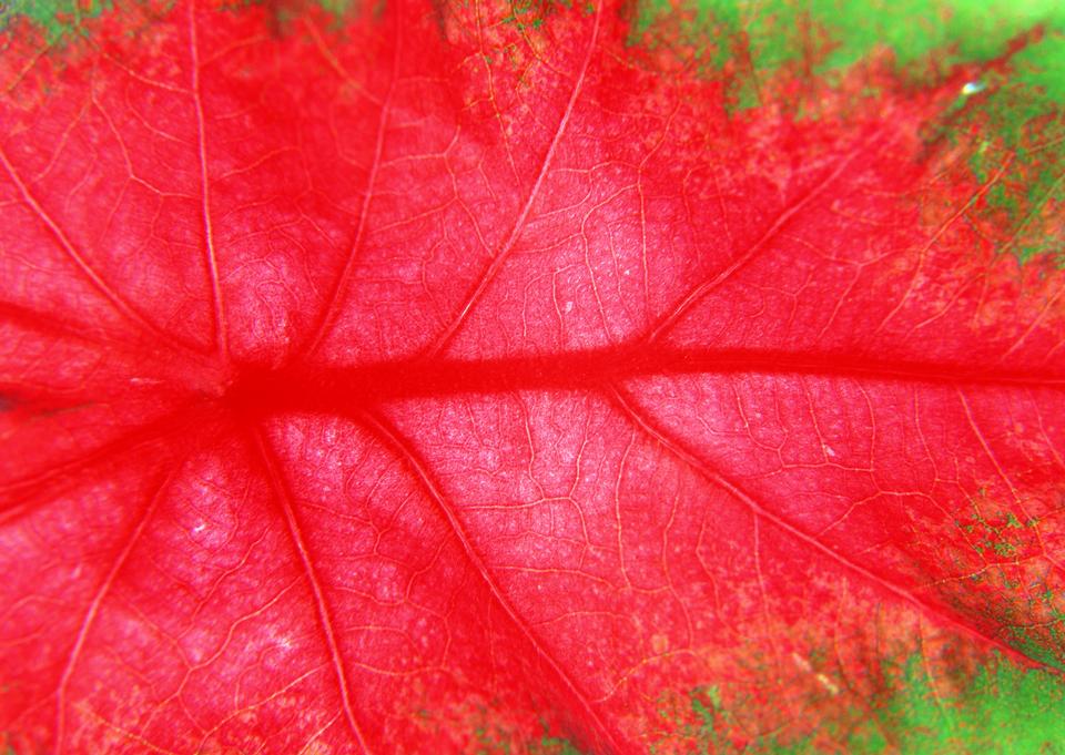 Free download high resolution image - free image free photo free stock image public domain picture  beautiful red leaf texture