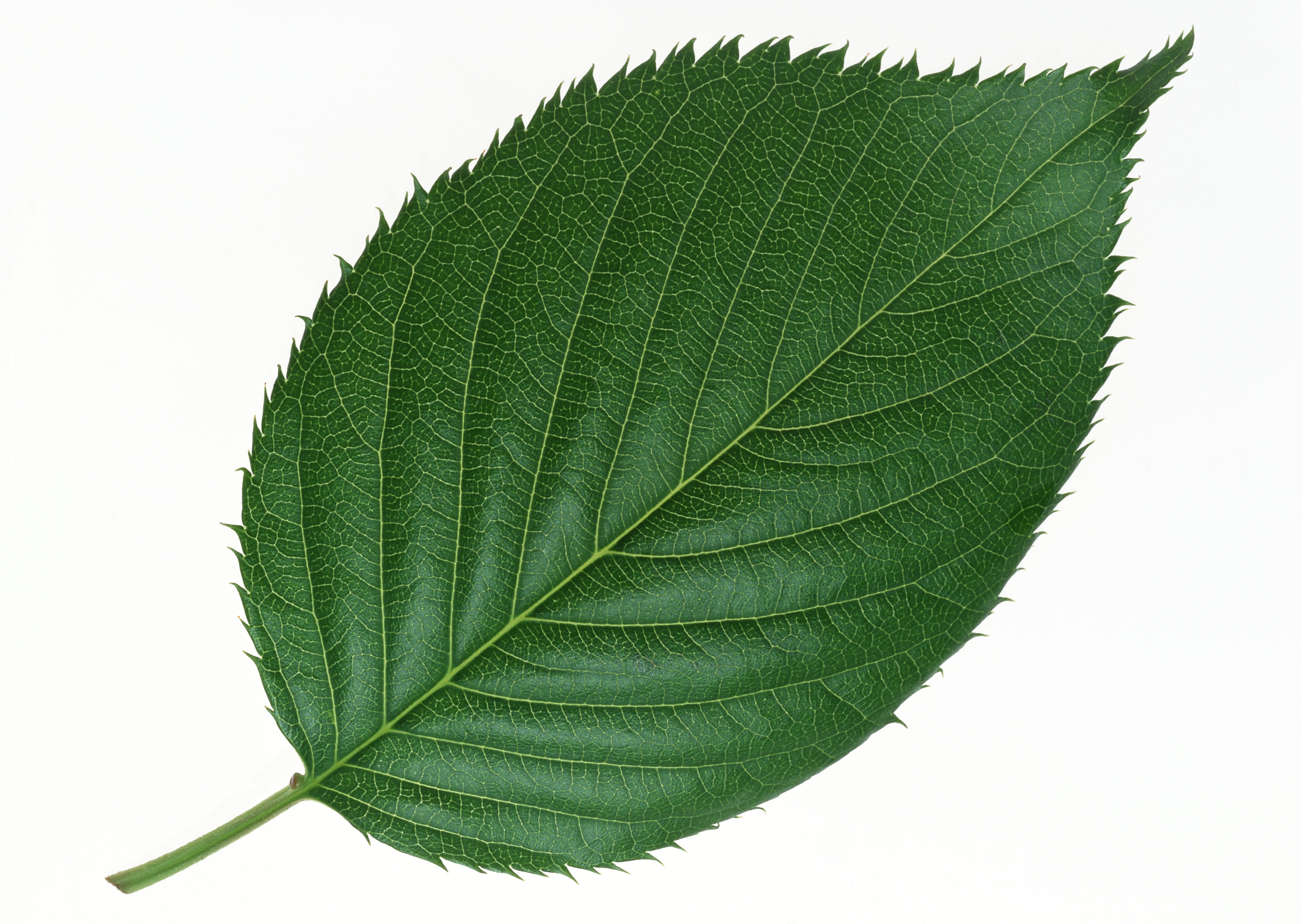 Free download high resolution image - free image free photo free stock image public domain picture -Green leaf vine isolated on white