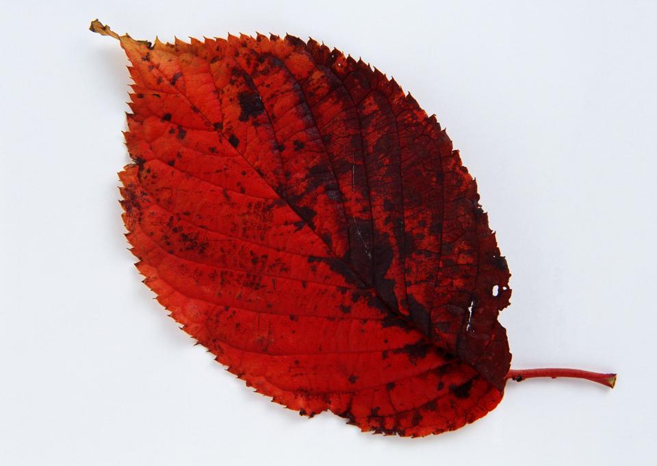 Free download high resolution image - free image free photo free stock image public domain picture  colorful autumnal leaf isolated on white background