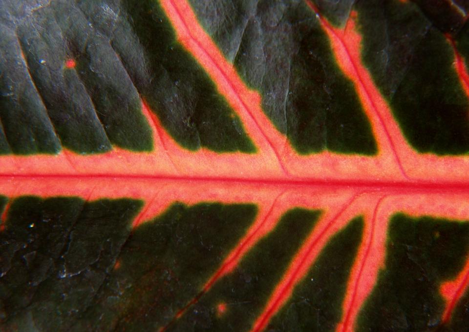 Free download high resolution image - free image free photo free stock image public domain picture  colorful leaf texture