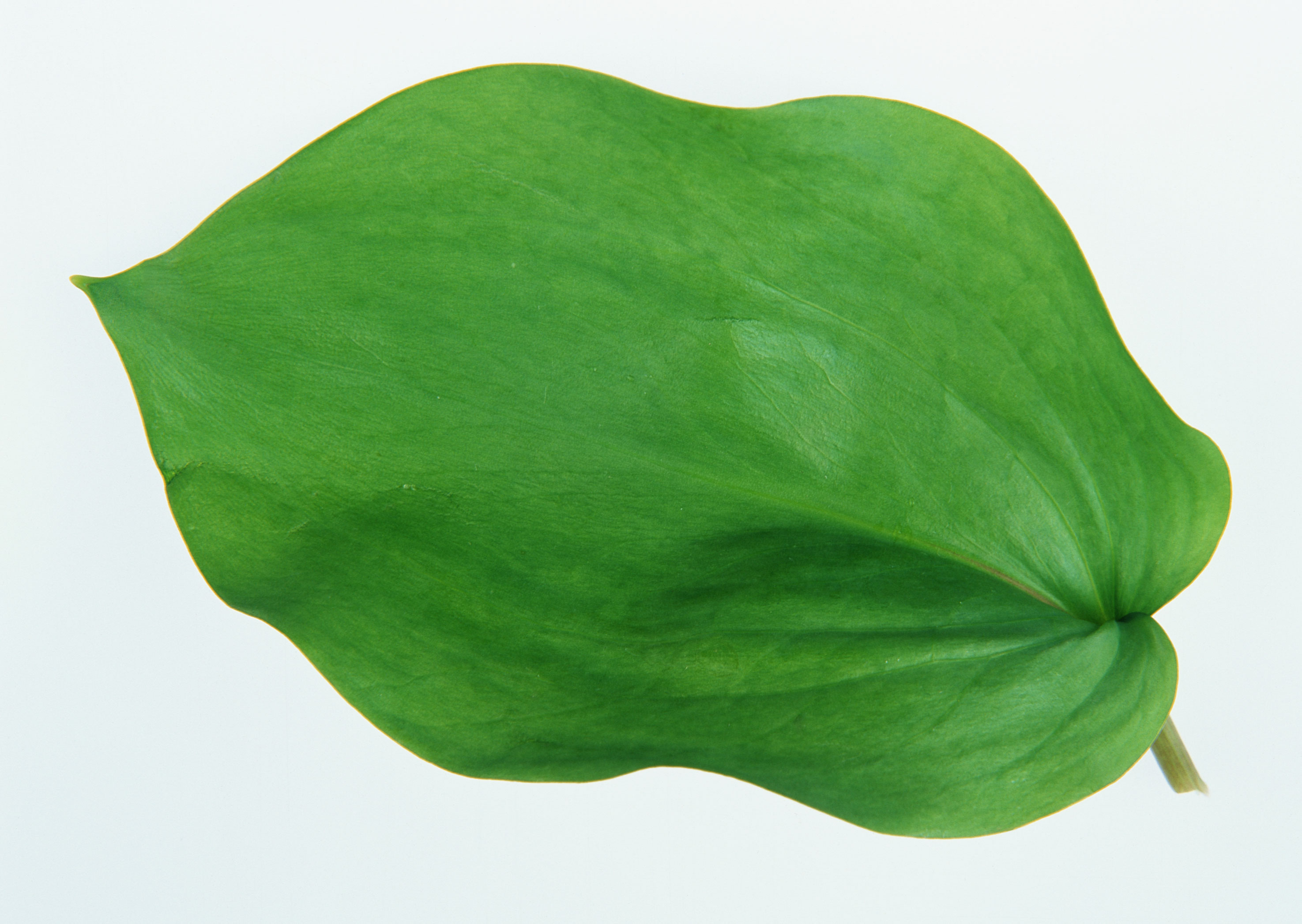 Free download high resolution image - free image free photo free stock image public domain picture -green leaf on white background