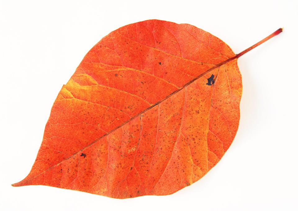 Free download high resolution image - free image free photo free stock image public domain picture  Fall leaf isolated on white background