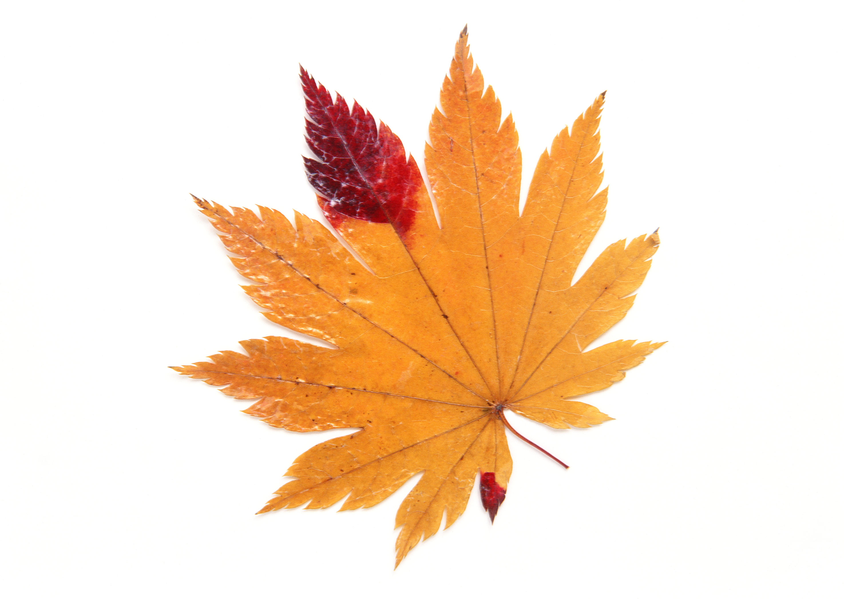 Free download high resolution image - free image free photo free stock image public domain picture -autumn maple leaf