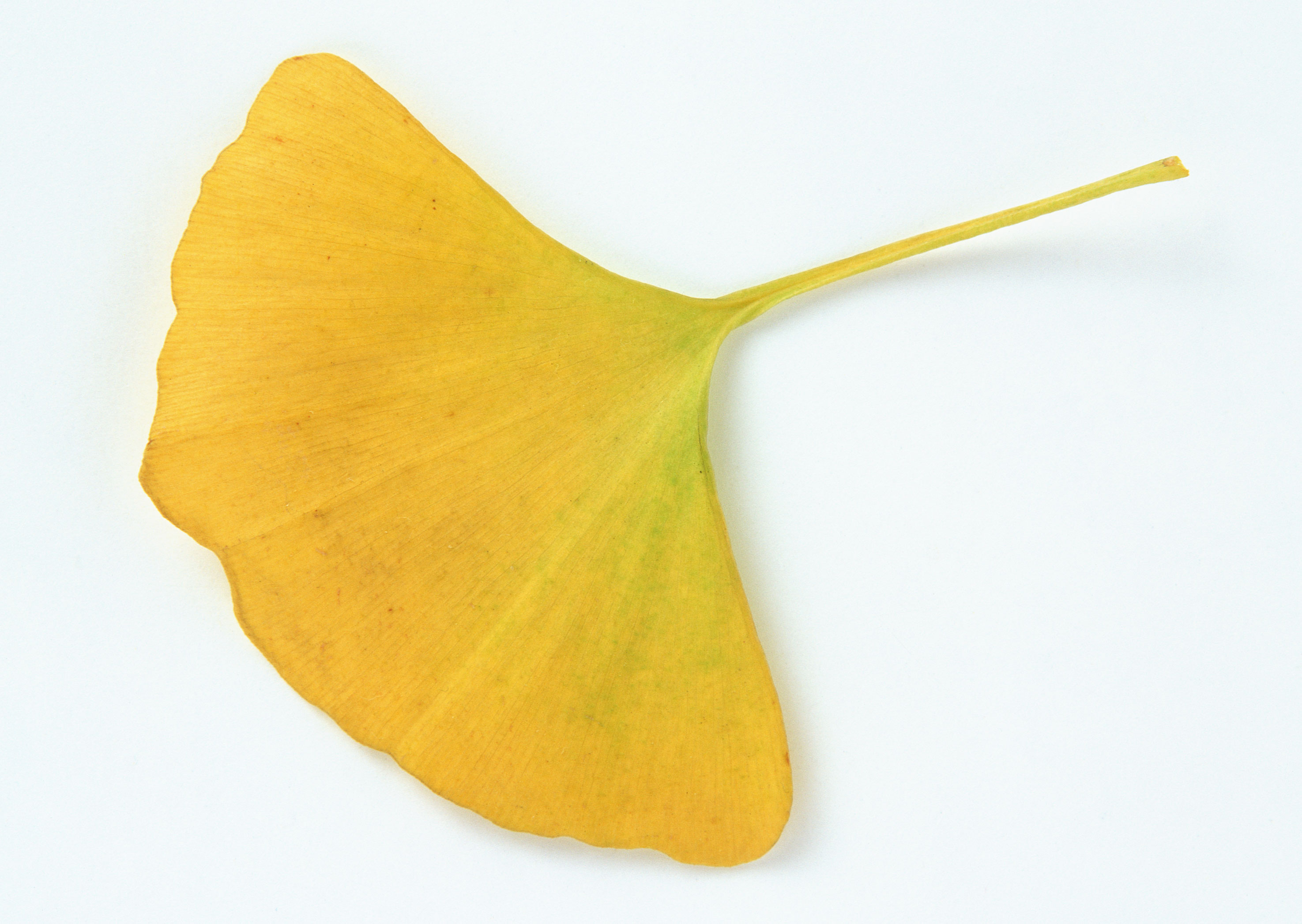 Free download high resolution image - free image free photo free stock image public domain picture -ginkgo dried leaf