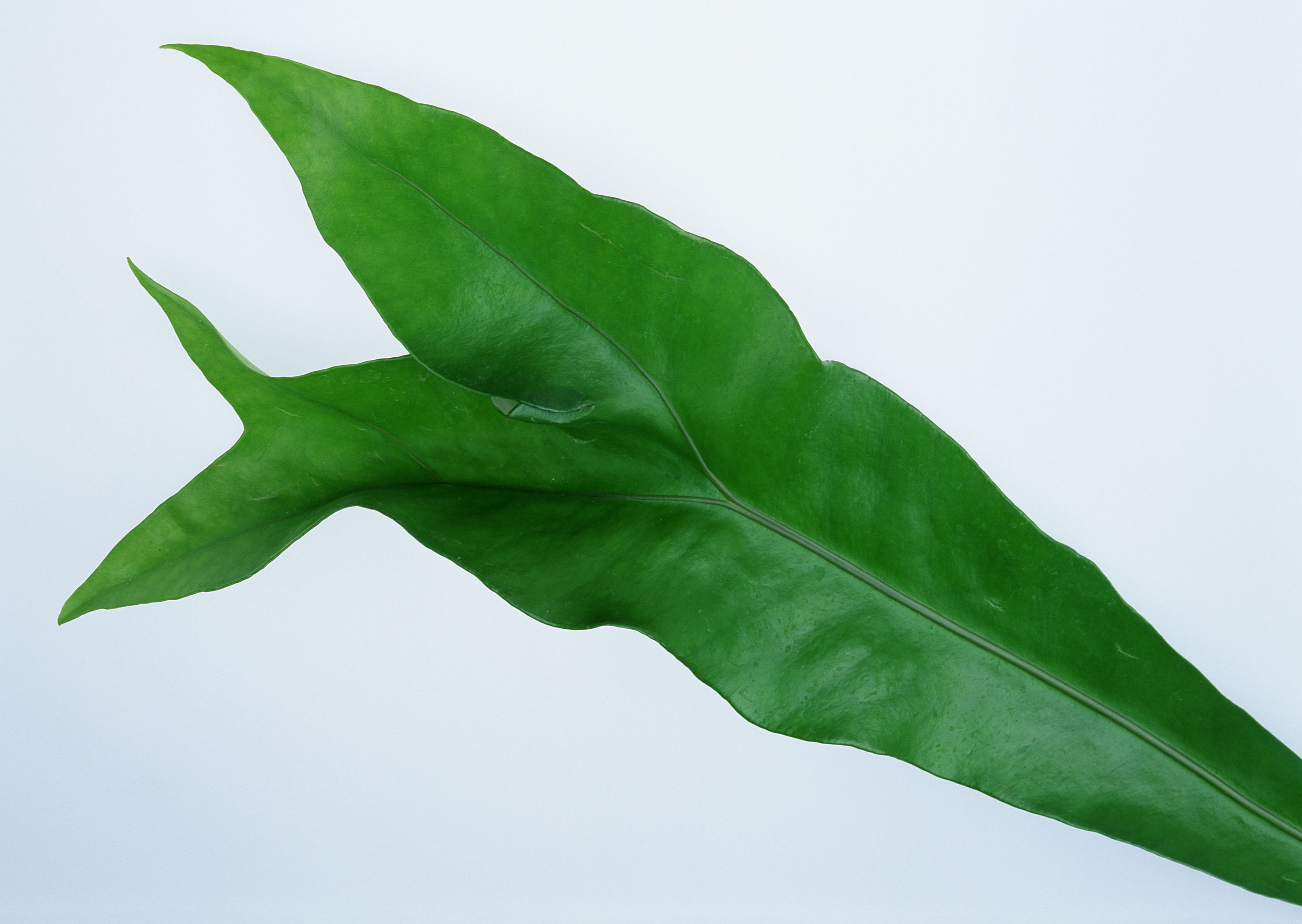 Free download high resolution image - free image free photo free stock image public domain picture -green leaf on white background