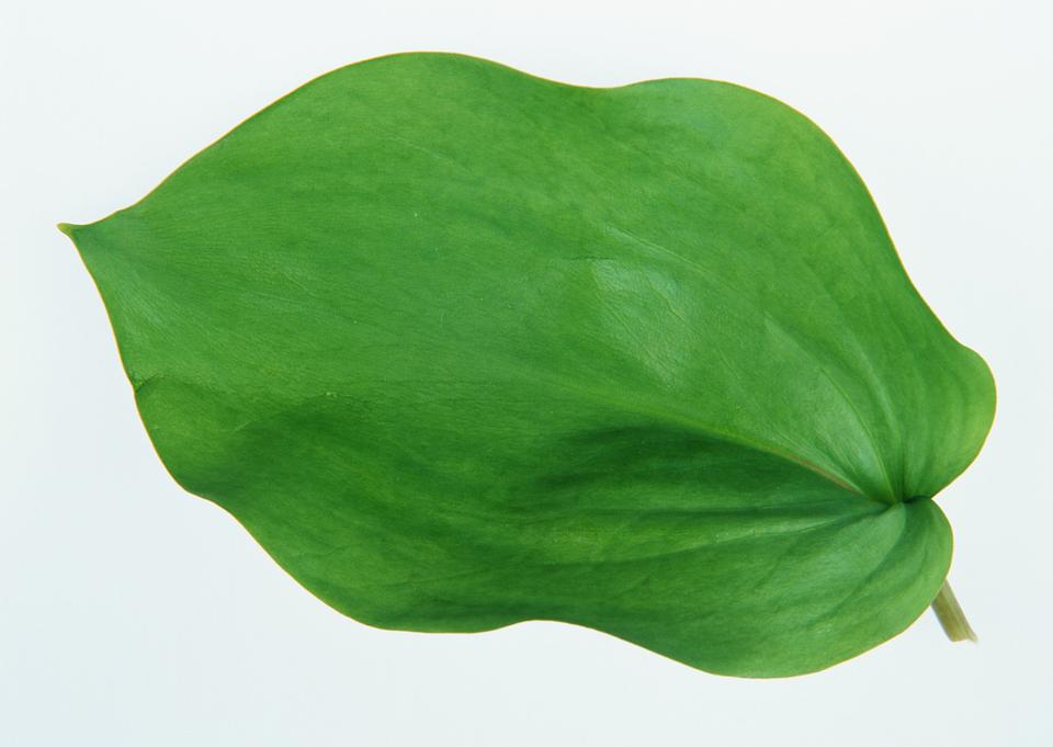 Free download high resolution image - free image free photo free stock image public domain picture  green leaf on white background