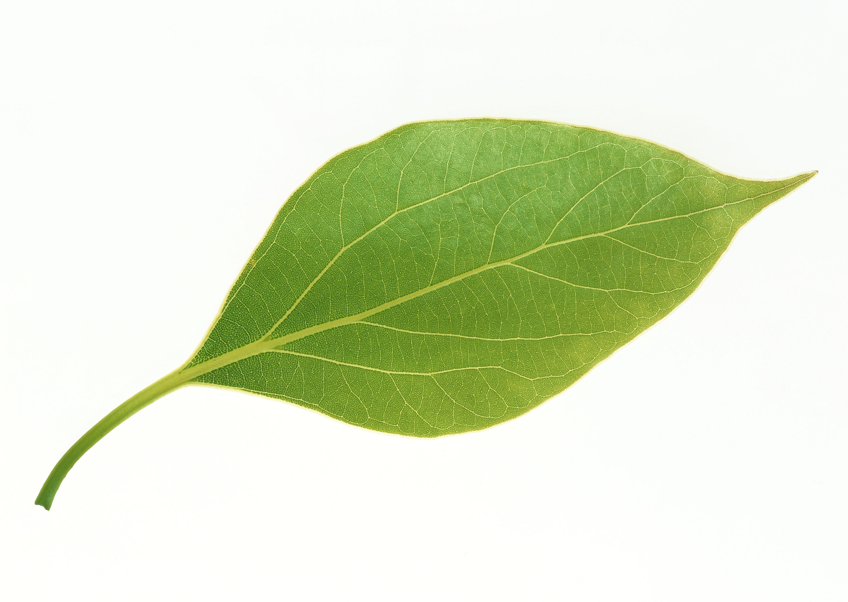 Free download high resolution image - free image free photo free stock image public domain picture -One bright green leaf