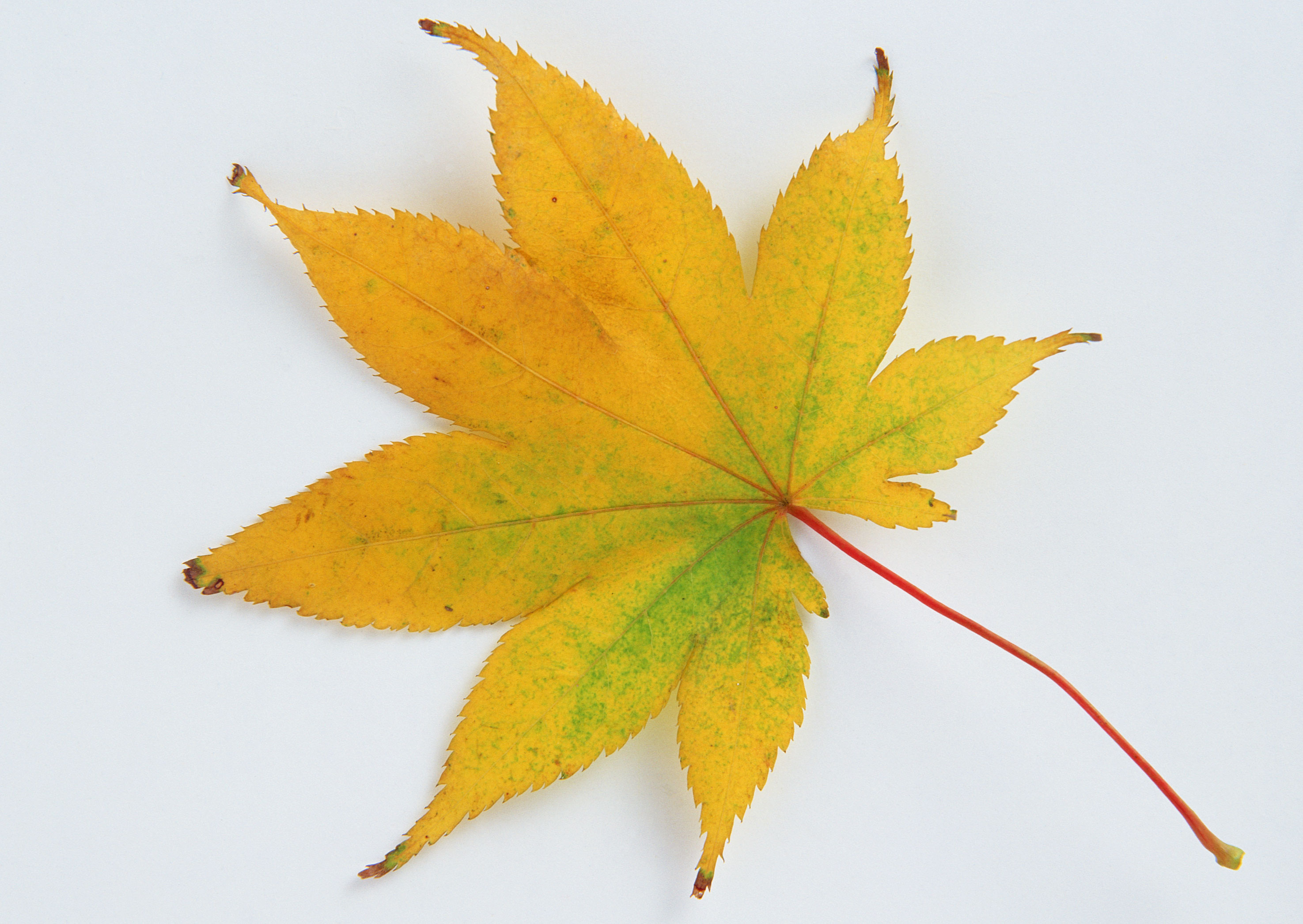 Free download high resolution image - free image free photo free stock image public domain picture -Yellow autumn leaves