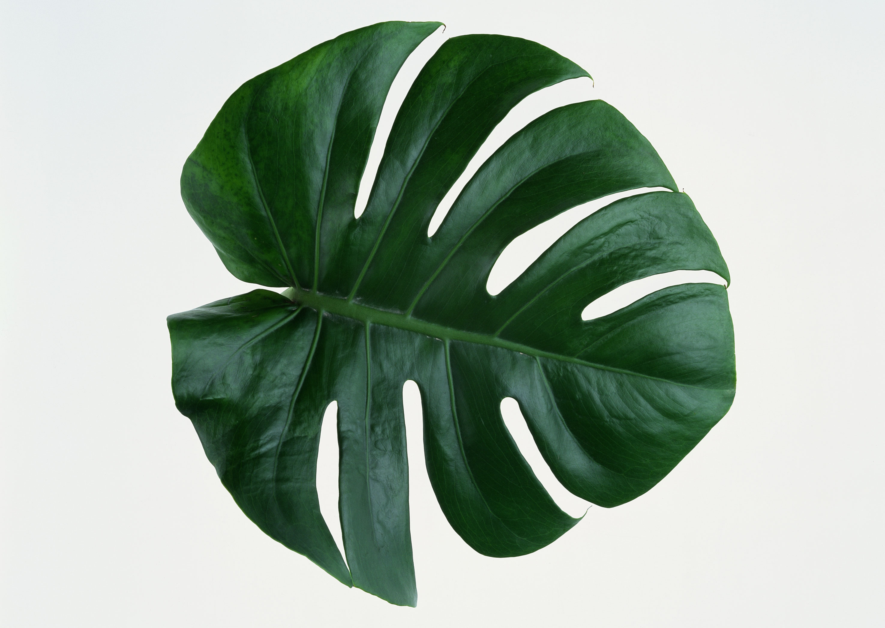 Free download high resolution image - free image free photo free stock image public domain picture -Leaf of Monstera