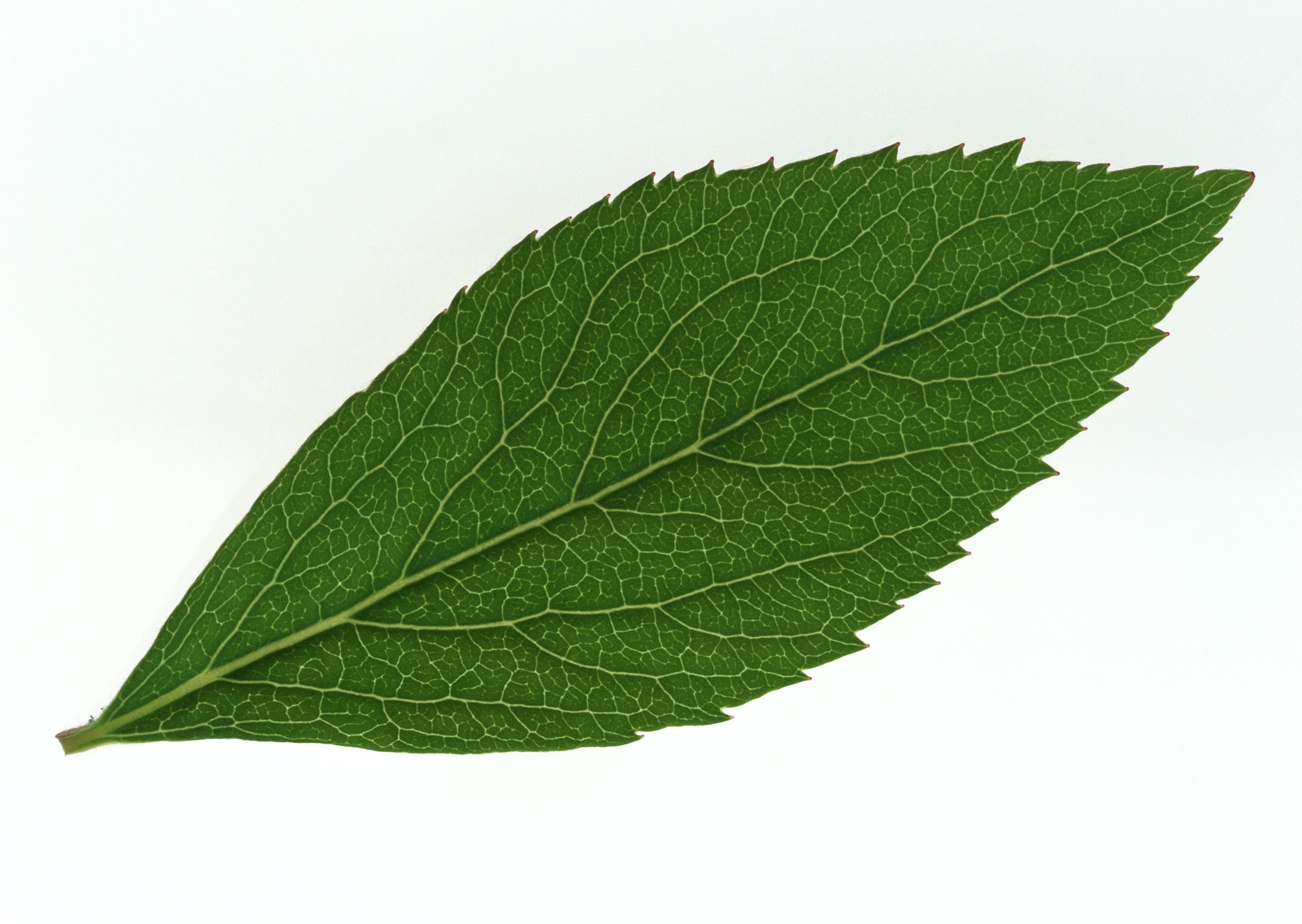 Free download high resolution image - free image free photo free stock image public domain picture -One green leaf close up isolated