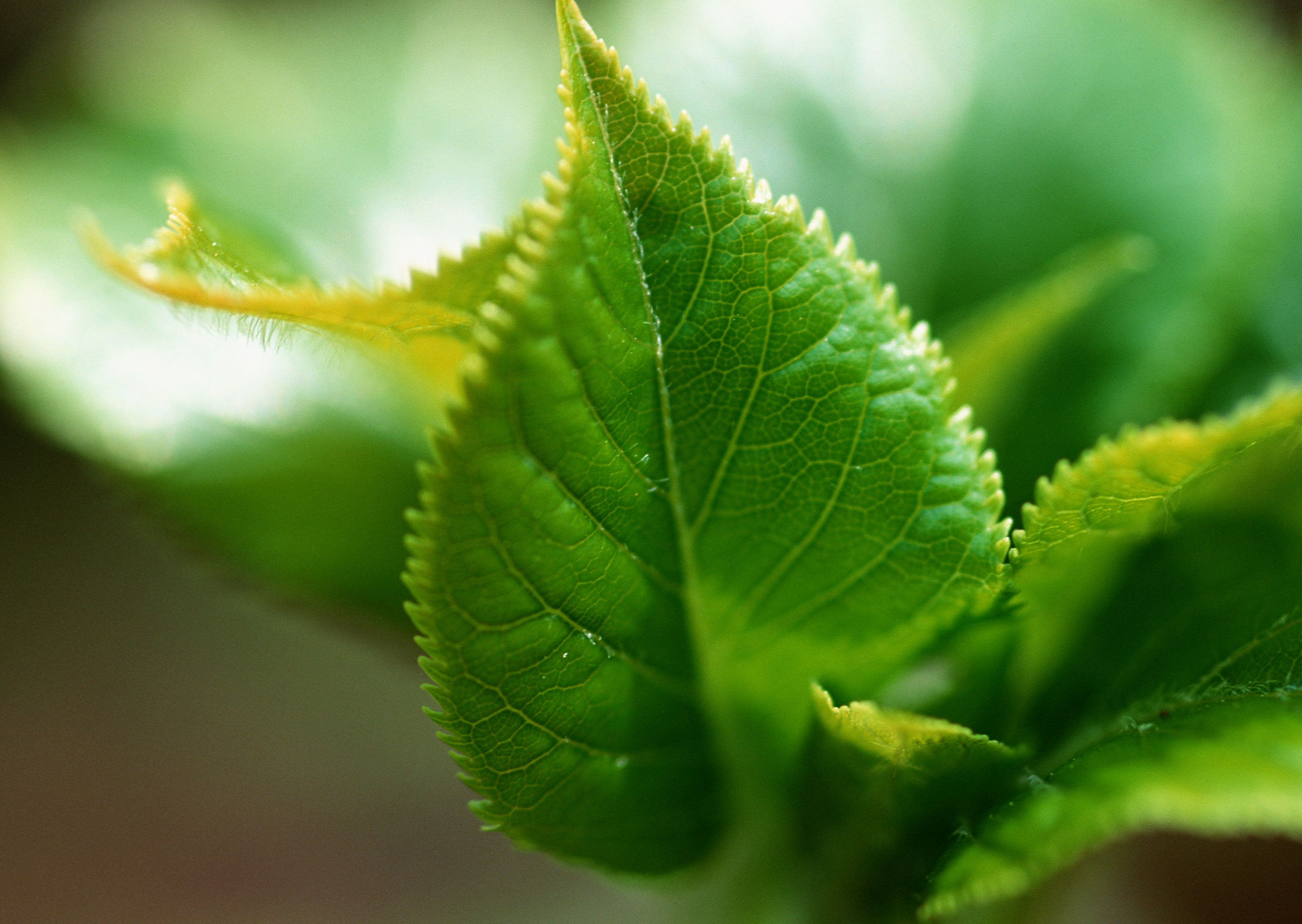 Free download high resolution image - free image free photo free stock image public domain picture -Leaves