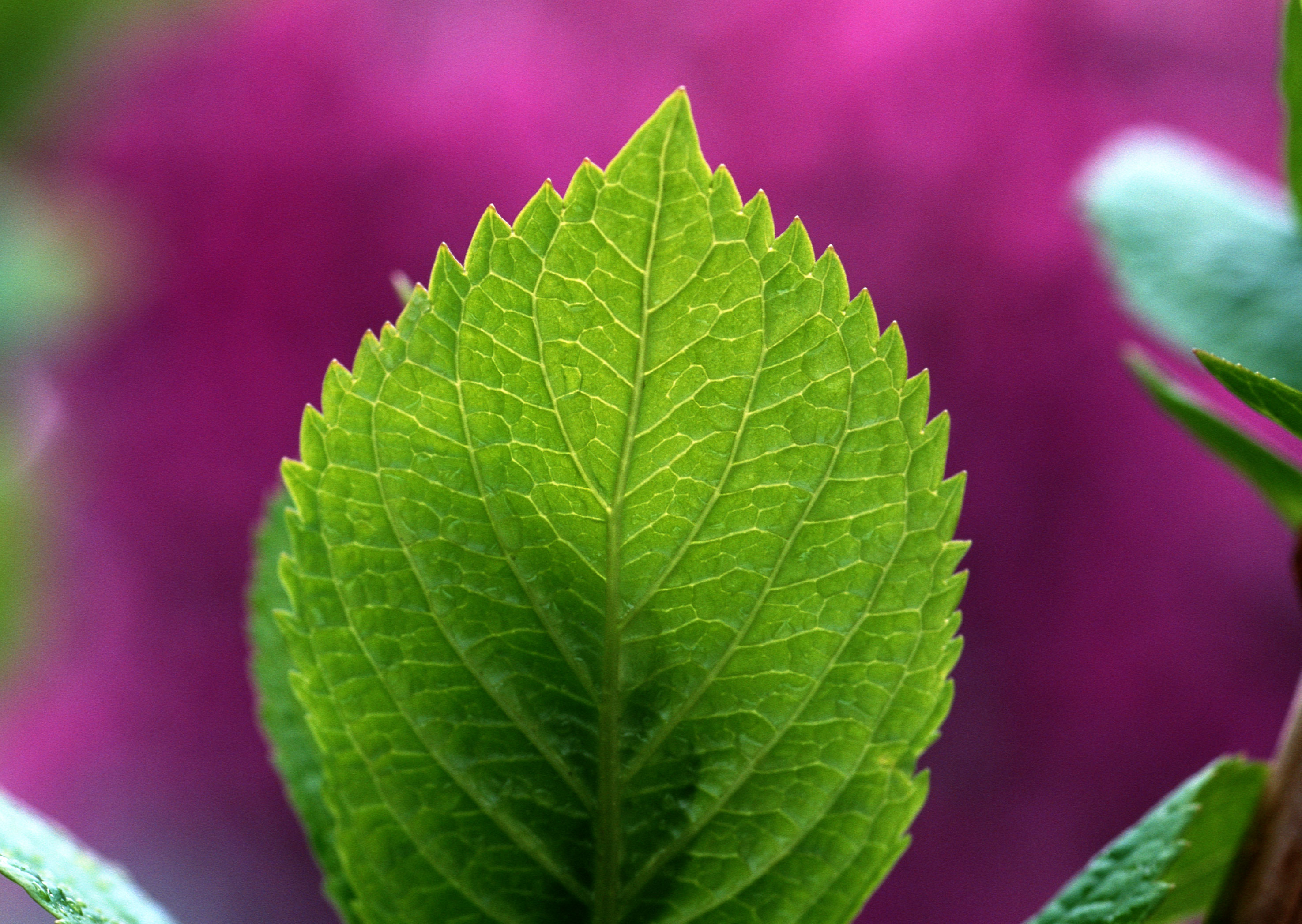 Free download high resolution image - free image free photo free stock image public domain picture -Fresh mint