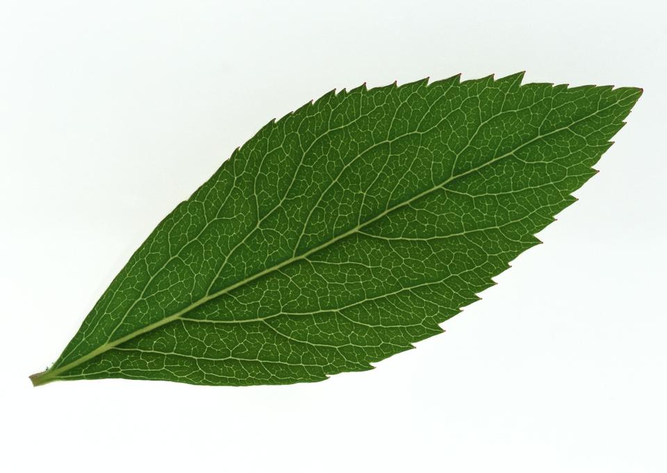 Free download high resolution image - free image free photo free stock image public domain picture  One green leaf close up isolated