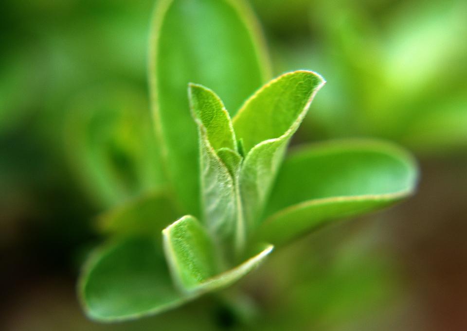 Free download high resolution image - free image free photo free stock image public domain picture  Green tea leaf