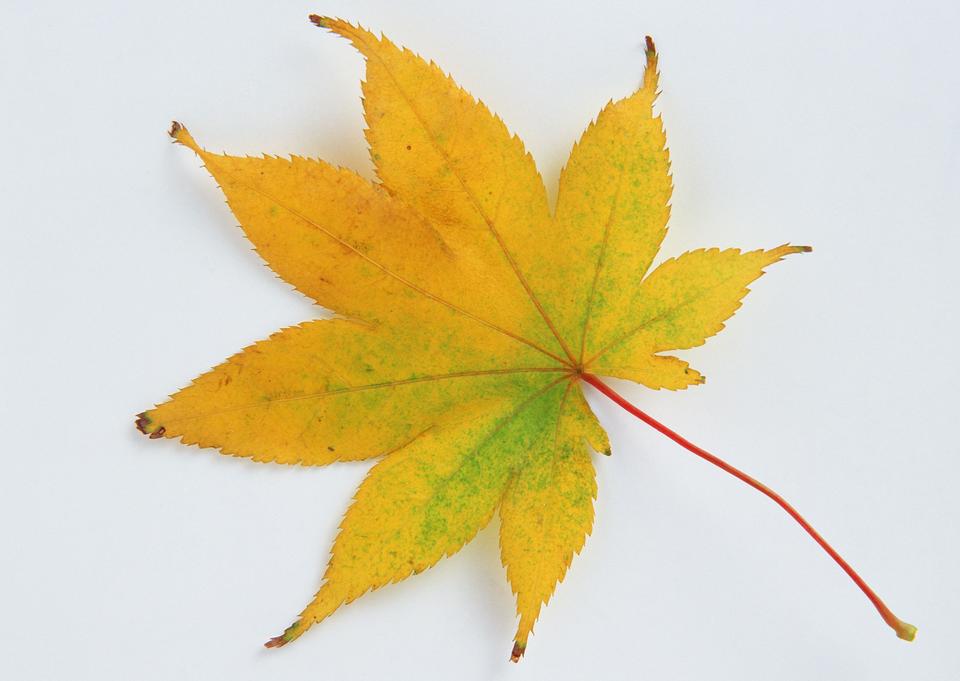 Free download high resolution image - free image free photo free stock image public domain picture  Yellow autumn leaves