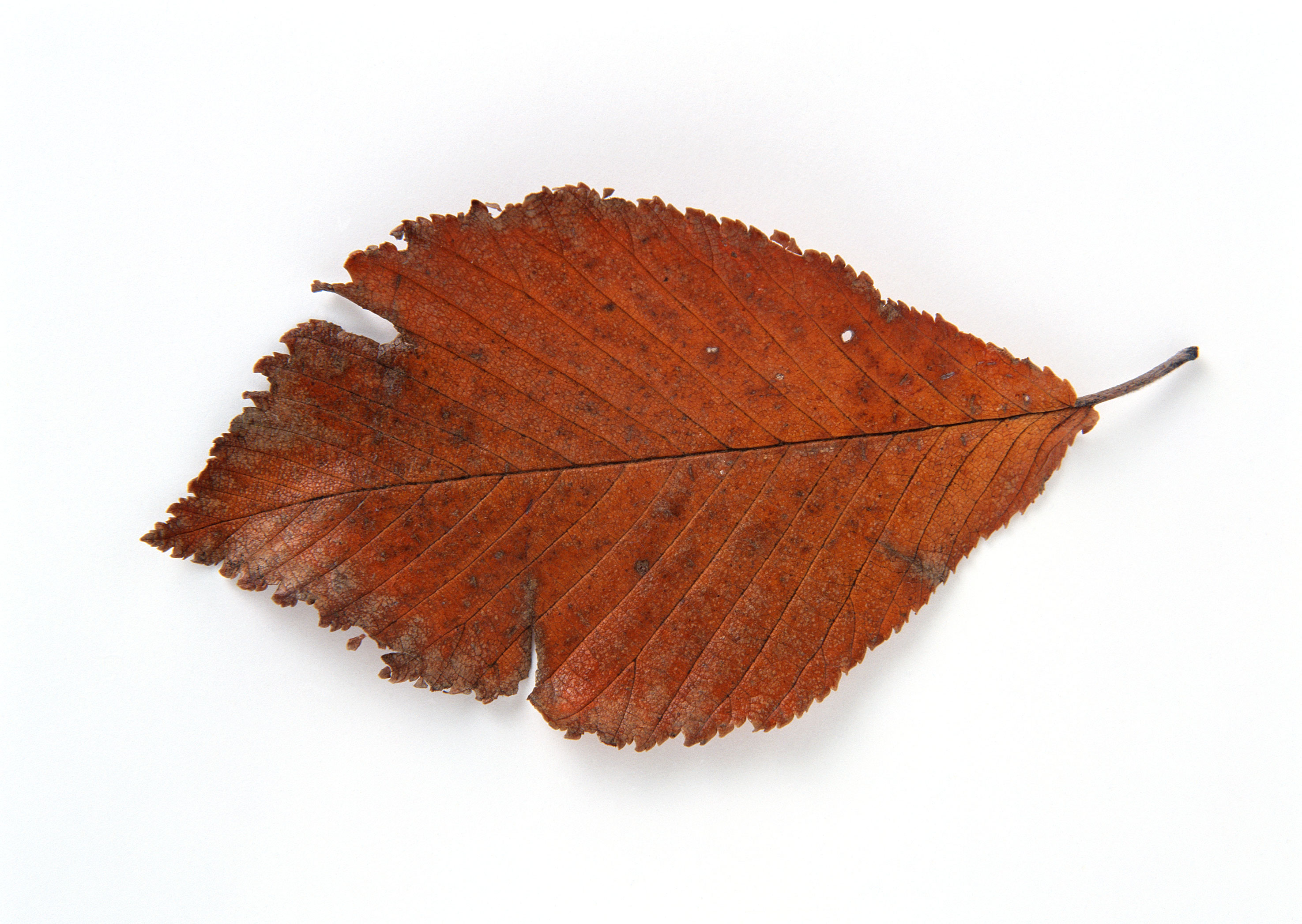 Free download high resolution image - free image free photo free stock image public domain picture -Bright golden beech tree leaf