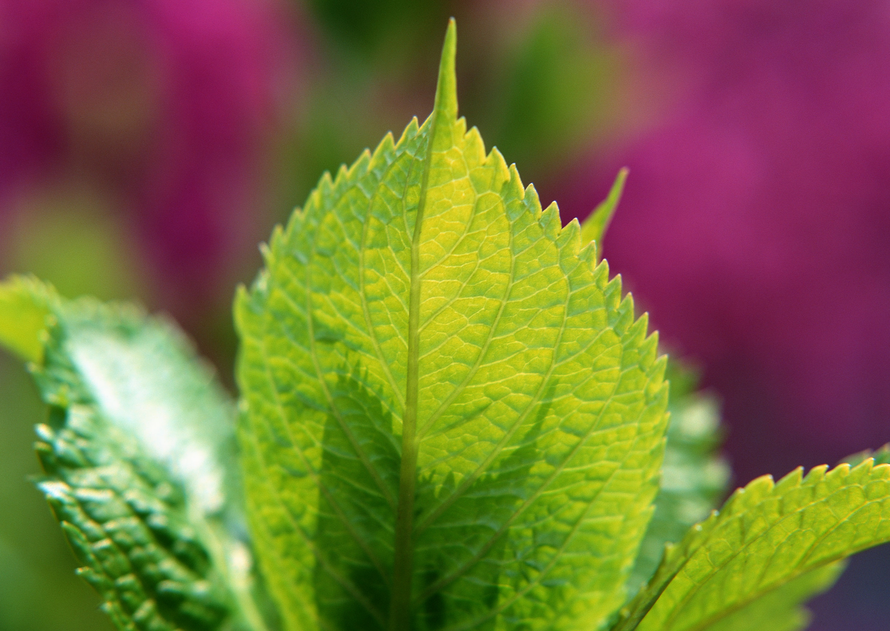 Free download high resolution image - free image free photo free stock image public domain picture -Green leaf