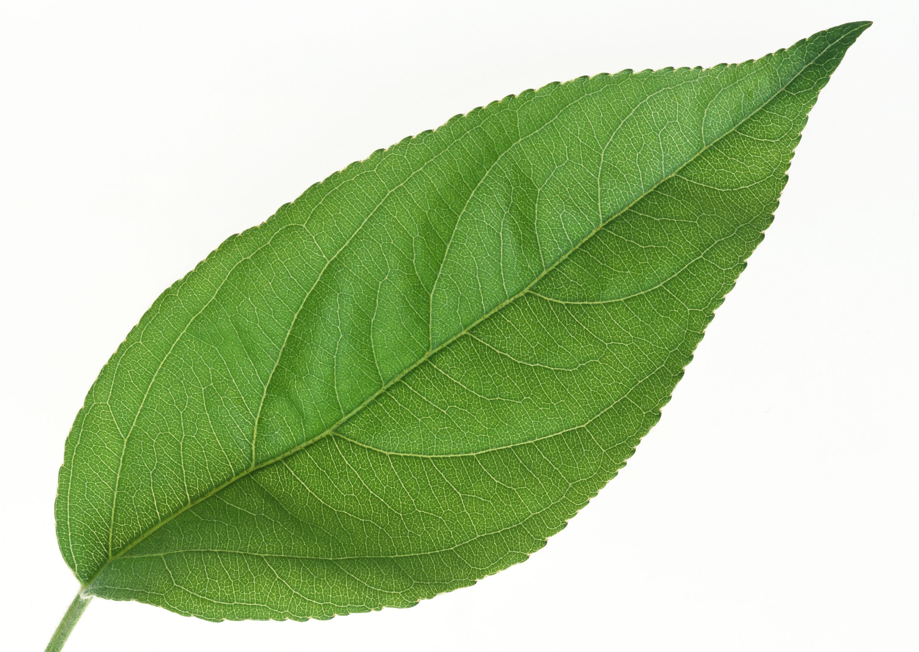 Free download high resolution image - free image free photo free stock image public domain picture -One green fresh leaf