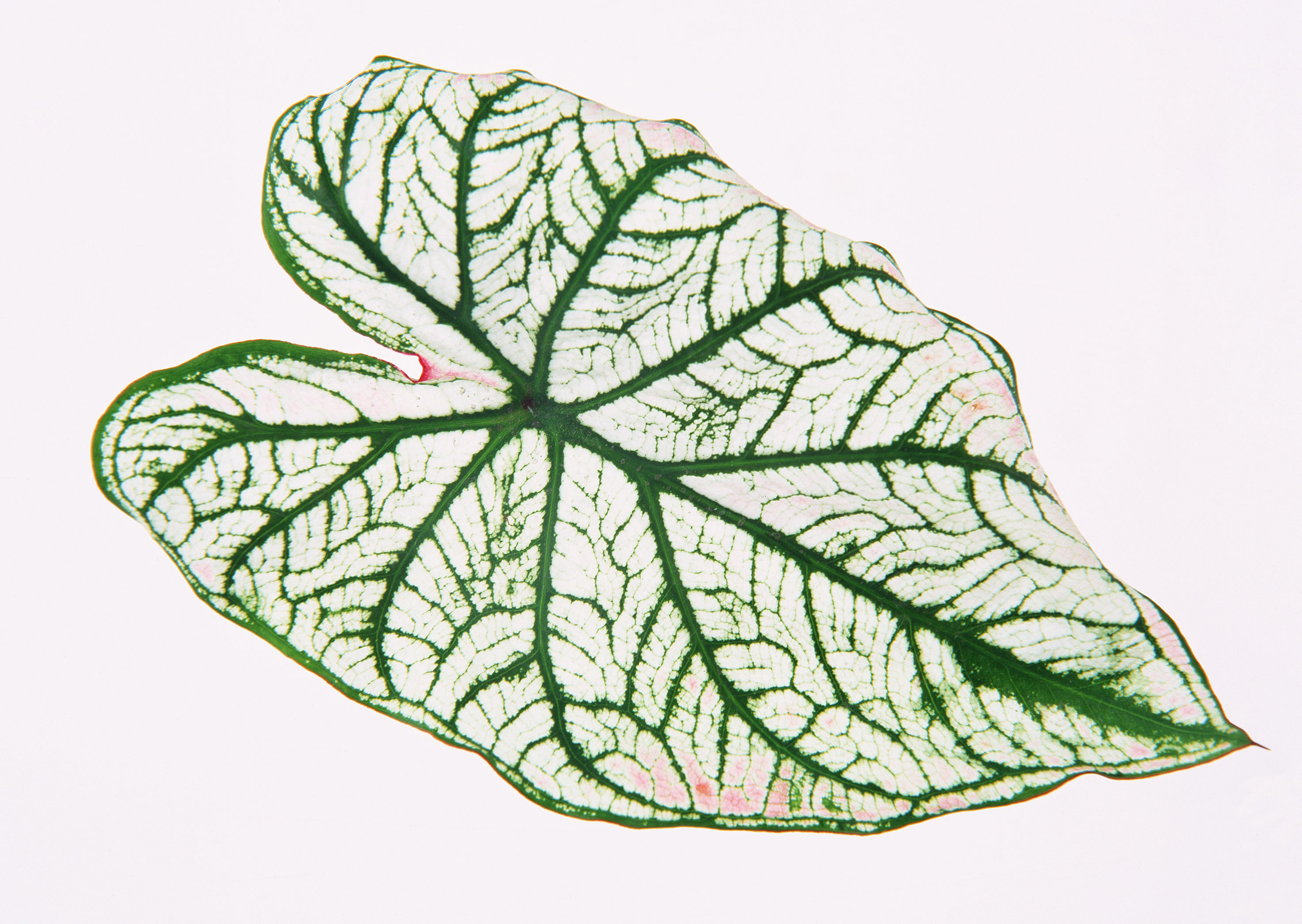 Free download high resolution image - free image free photo free stock image public domain picture -plant for houseplant leaf