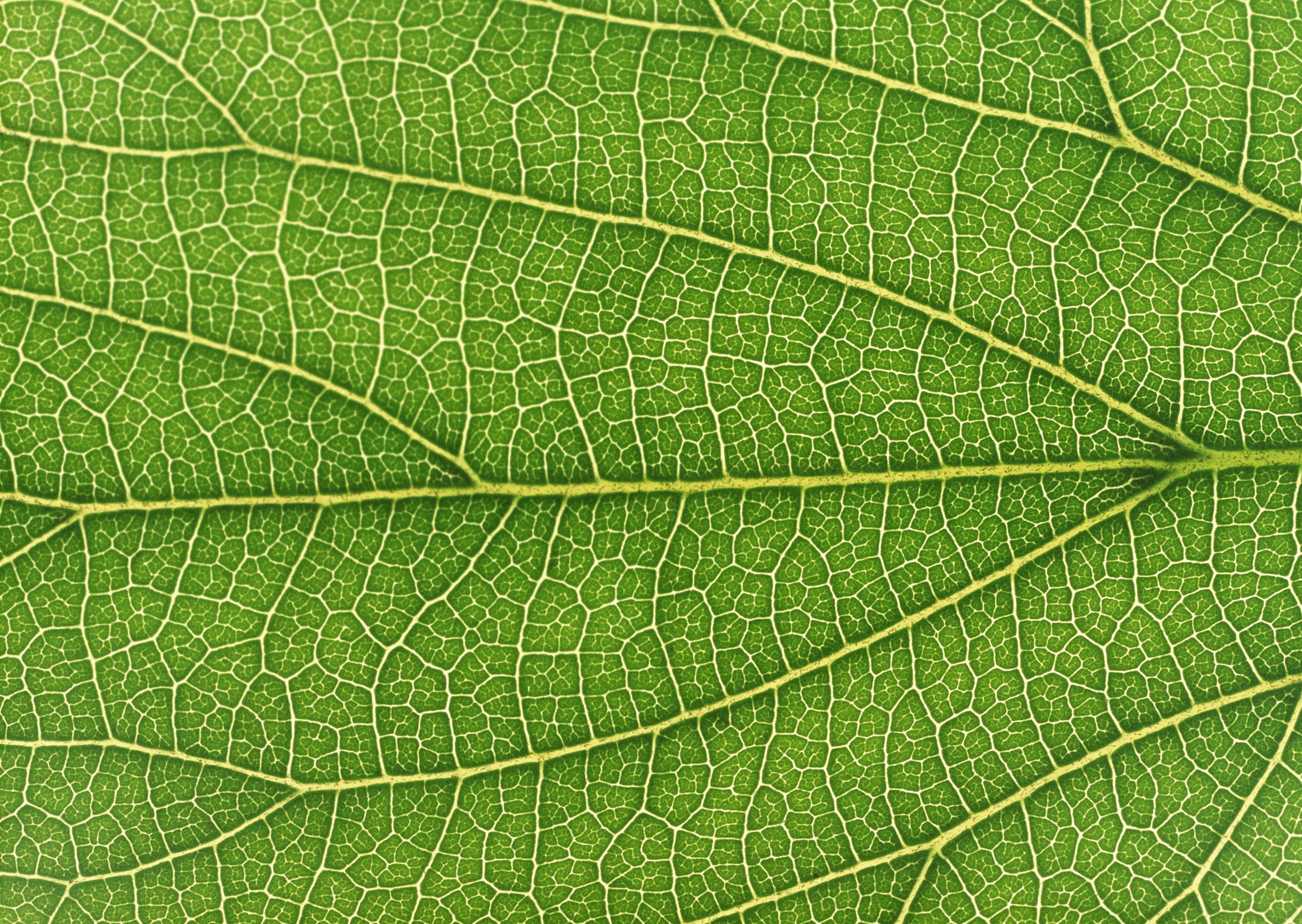 Free download high resolution image - free image free photo free stock image public domain picture -Fresh green leaf texture macro close-up