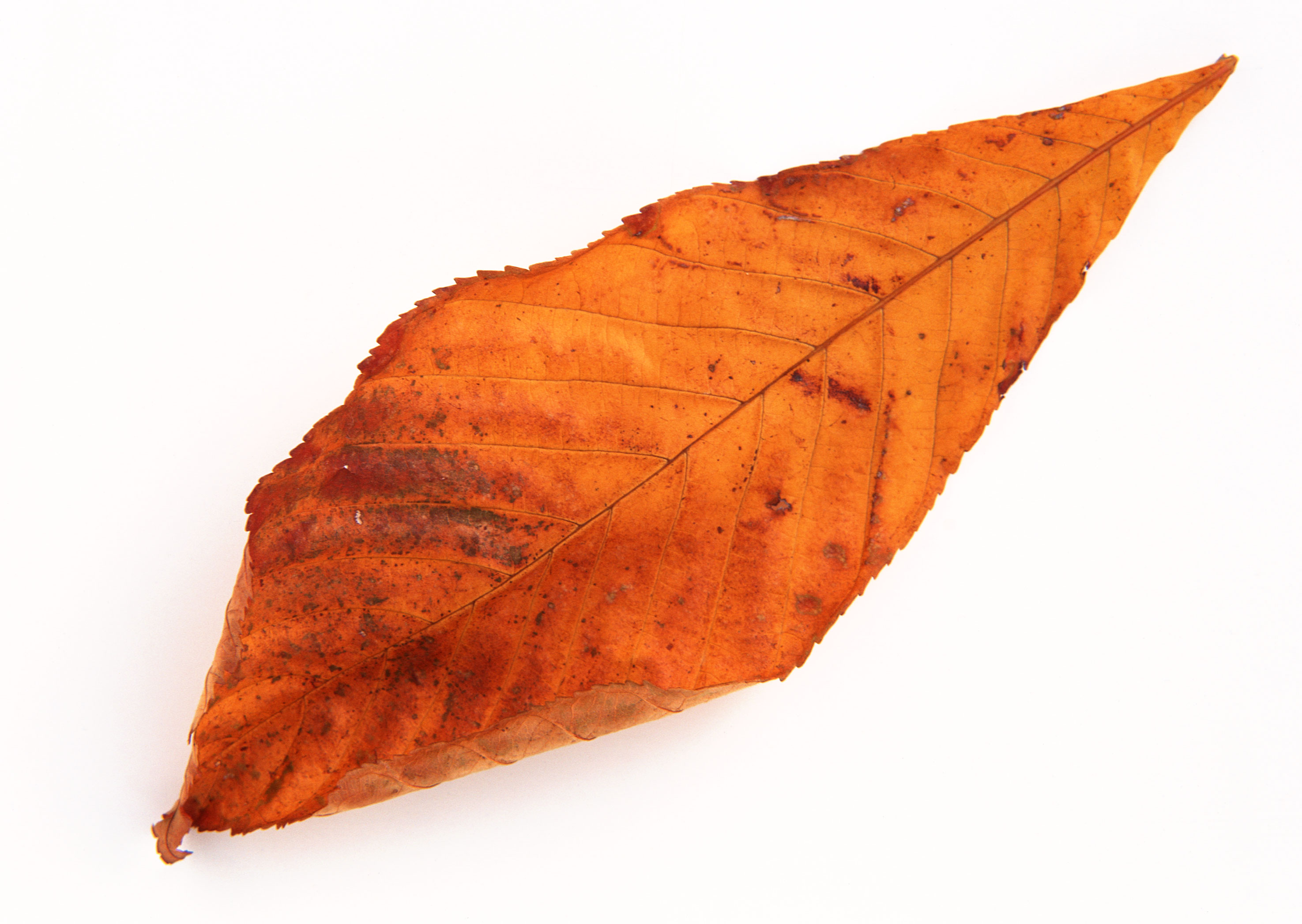 Free download high resolution image - free image free photo free stock image public domain picture -orange autumn leaf