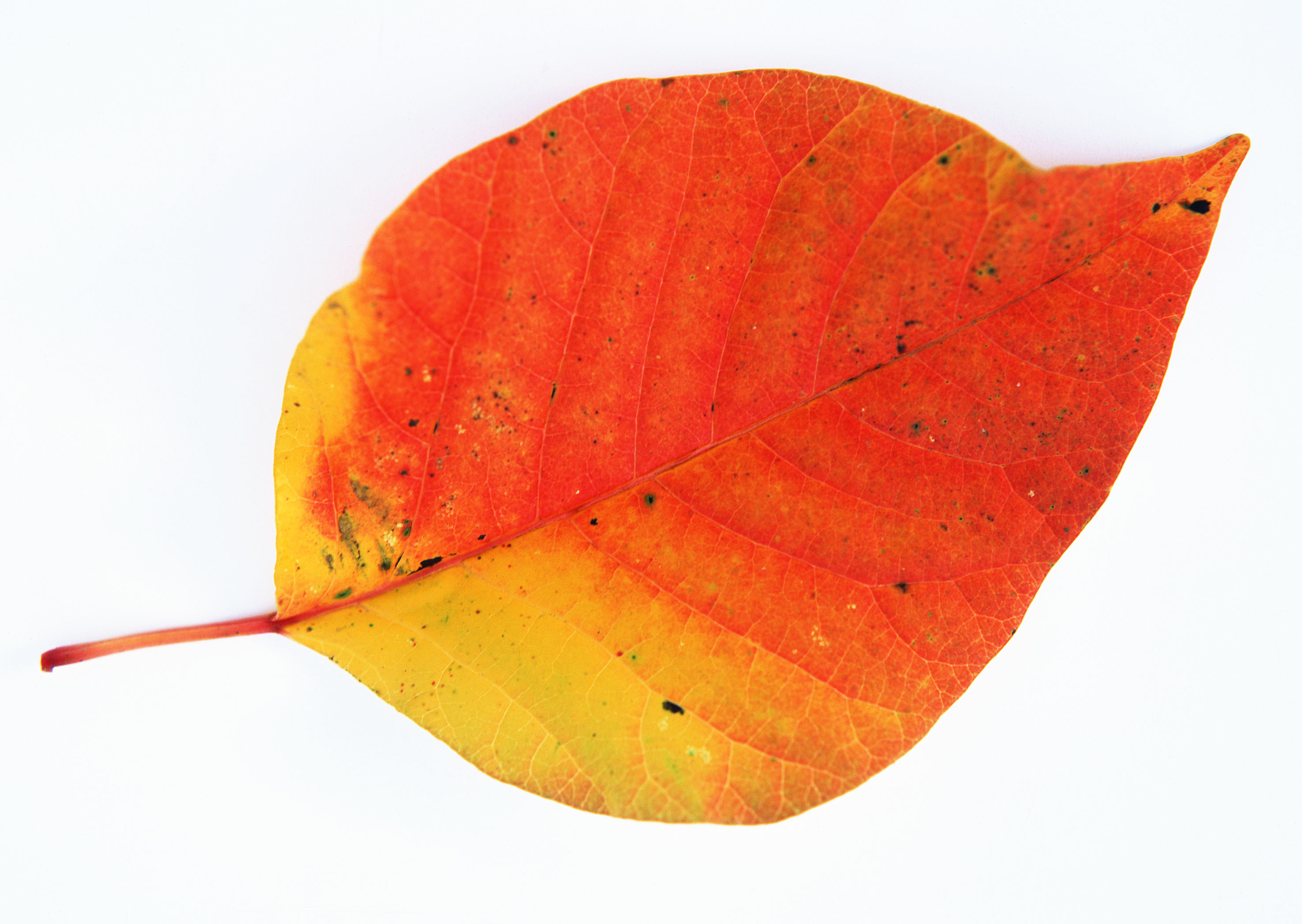 Free download high resolution image - free image free photo free stock image public domain picture -red leaf heart on white