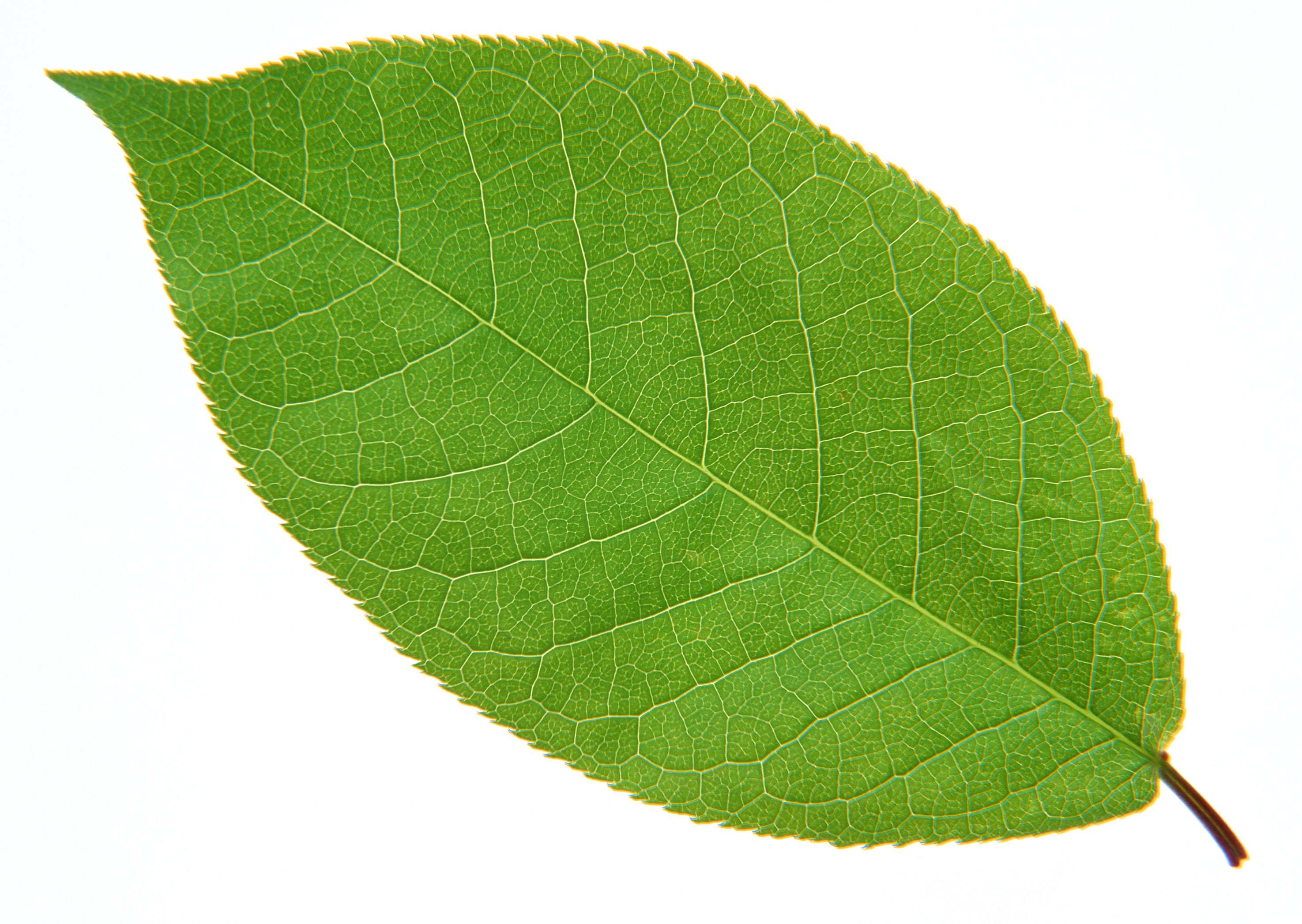 Free download high resolution image - free image free photo free stock image public domain picture -bright green leaf on a white background