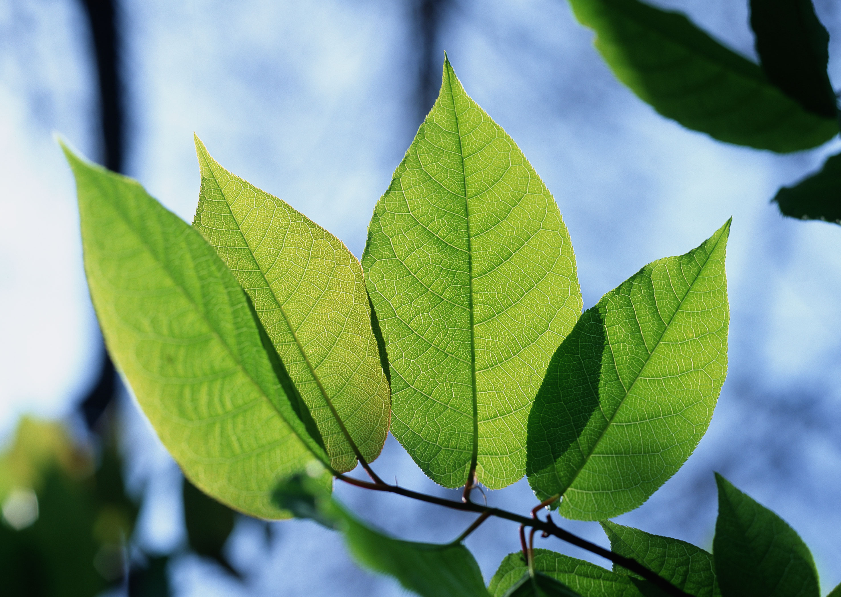 Free download high resolution image - free image free photo free stock image public domain picture -green leaves background