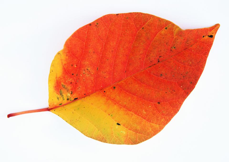 Free download high resolution image - free image free photo free stock image public domain picture  red leaf heart on white